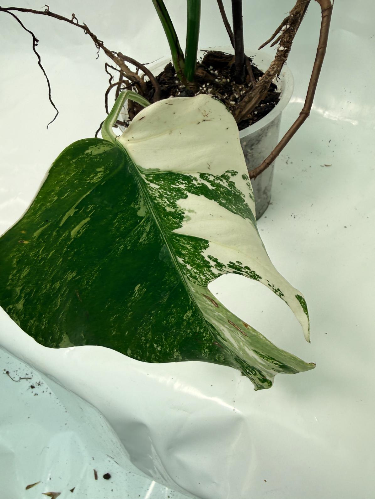 Monstera Deliciosa Albo variegata XXL 