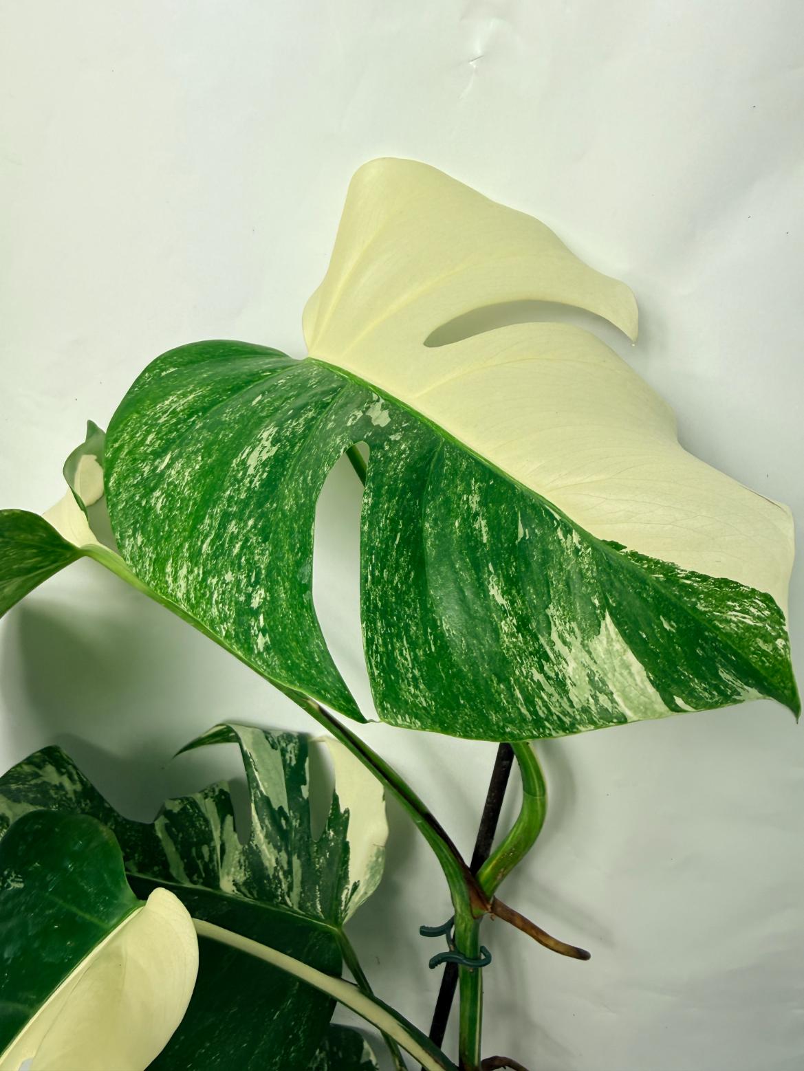monstera deliciosa albo half moon Monstera Deliciosa Albo variegata HALF MOON