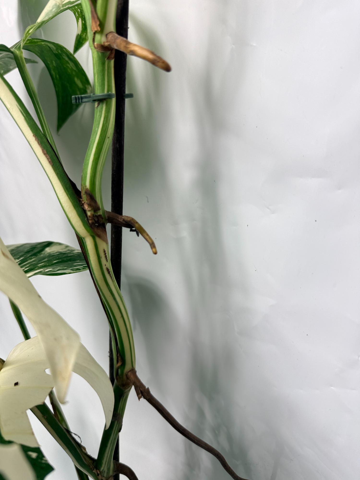 Monstera Deliciosa Albo variegata 