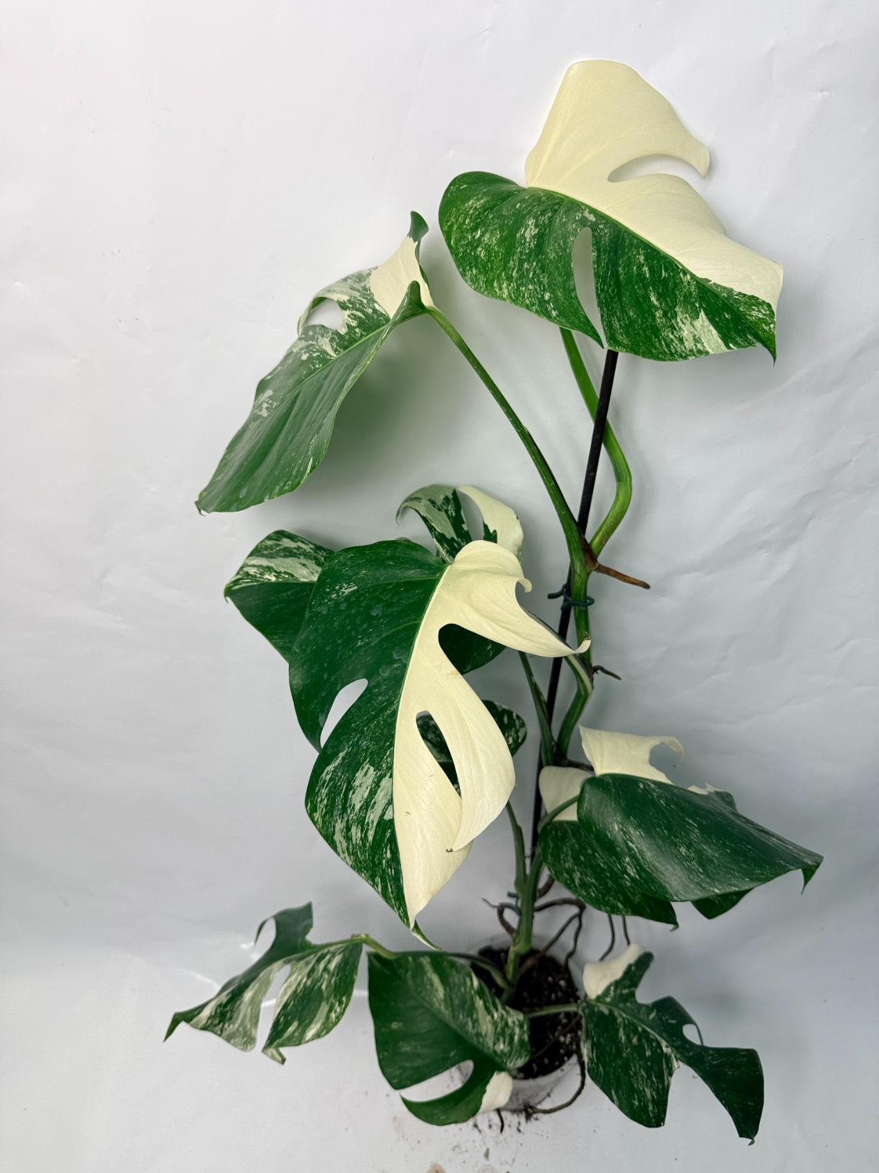 Monstera Deliciosa Albo variegata 