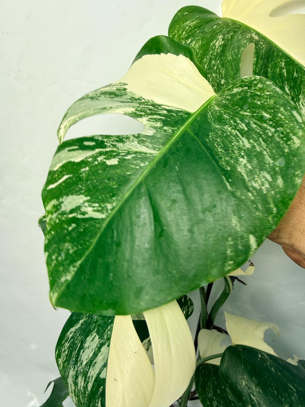 Monstera Deliciosa Albo variegata 