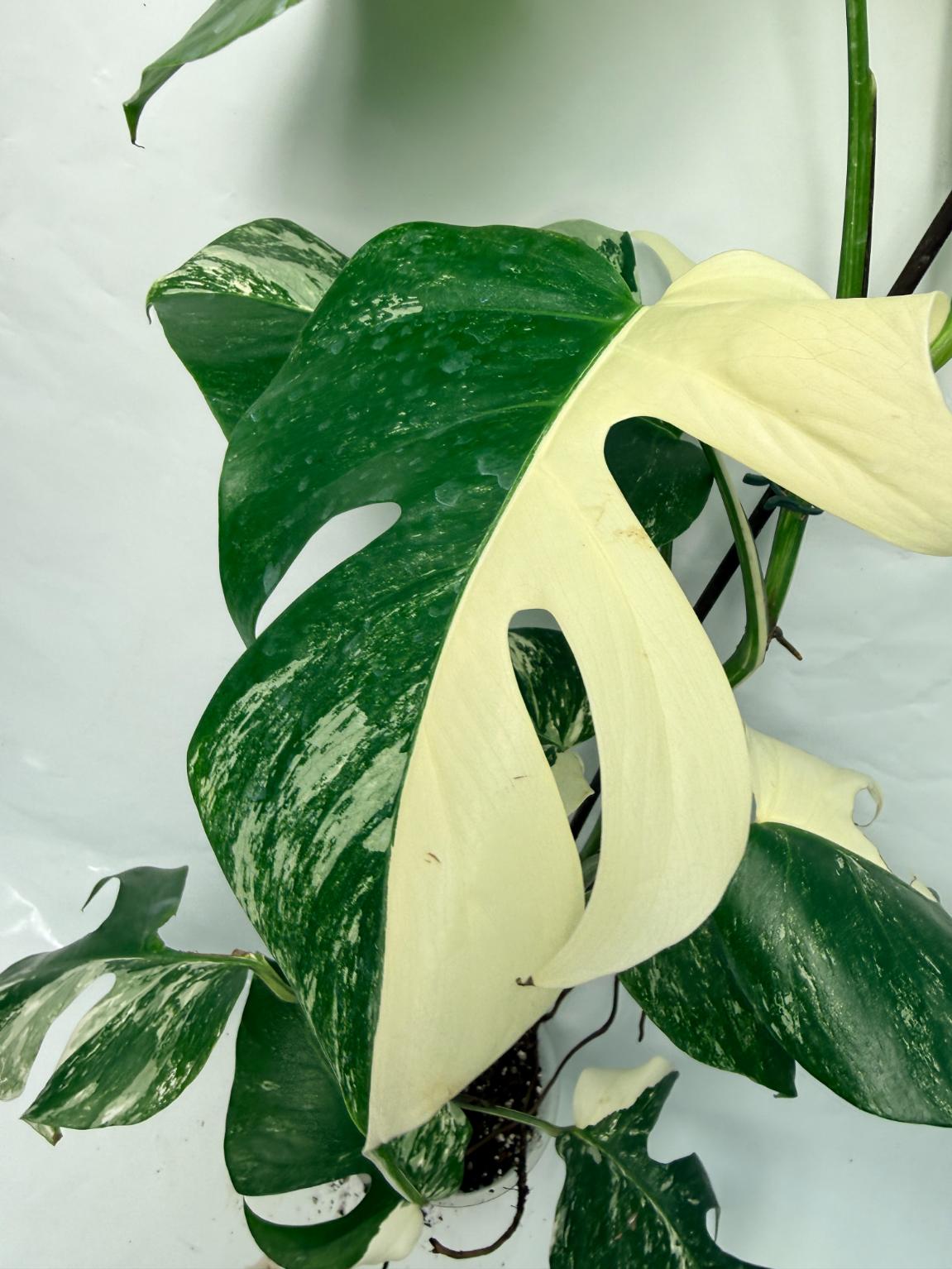 Monstera Deliciosa Albo variegata 