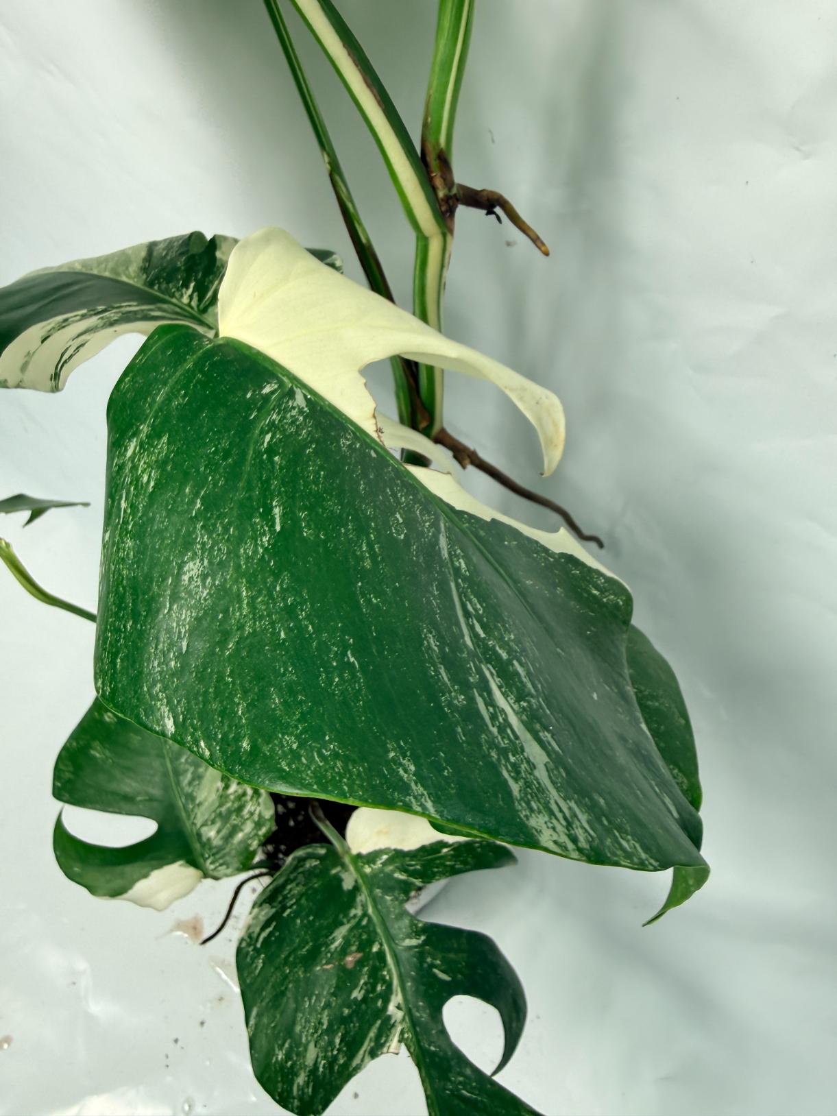 Monstera Deliciosa Albo variegata 