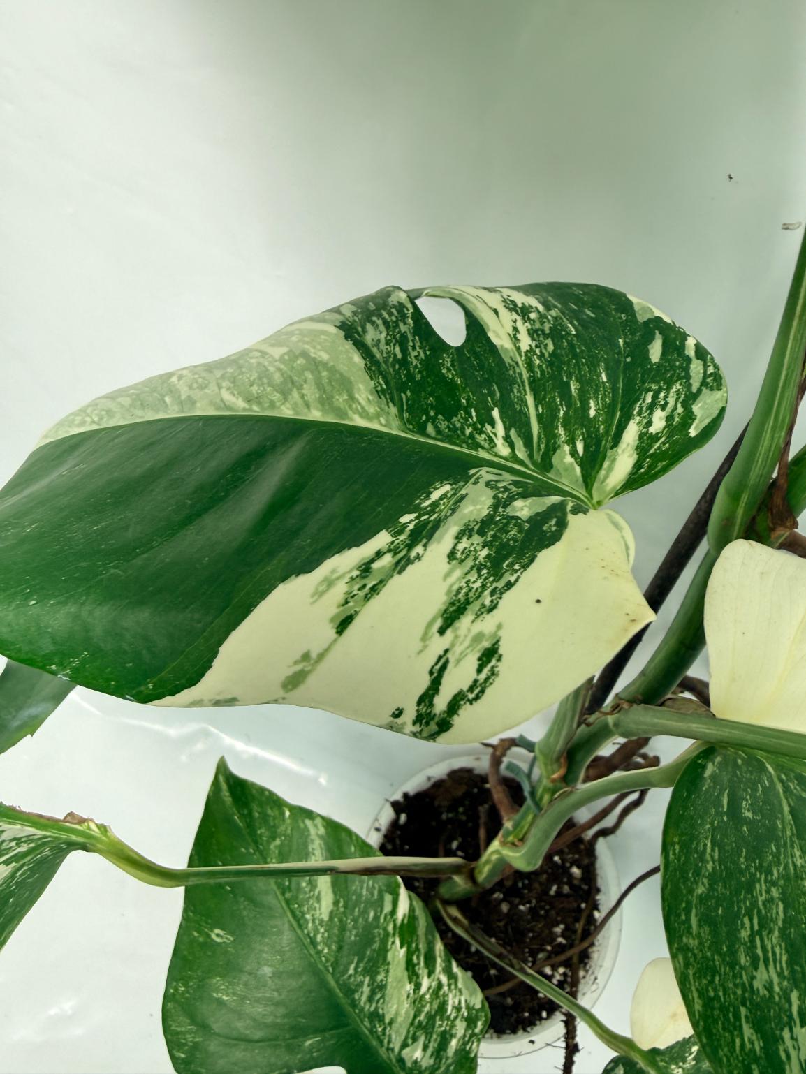 Monstera Deliciosa Albo variegata 