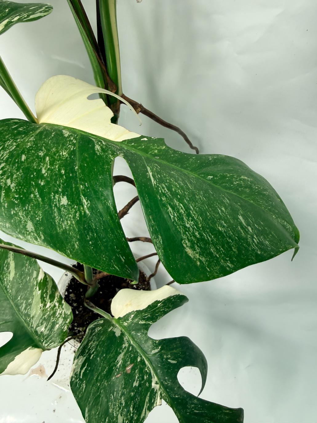 Monstera Deliciosa Albo variegata 