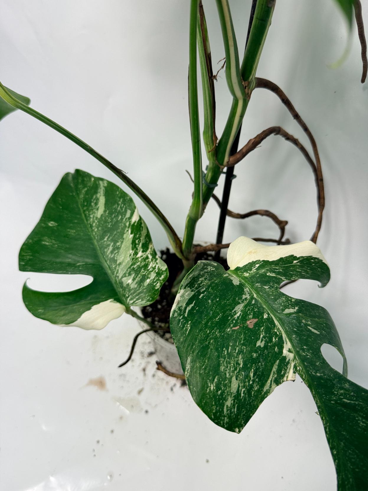 Monstera Deliciosa Albo variegata 