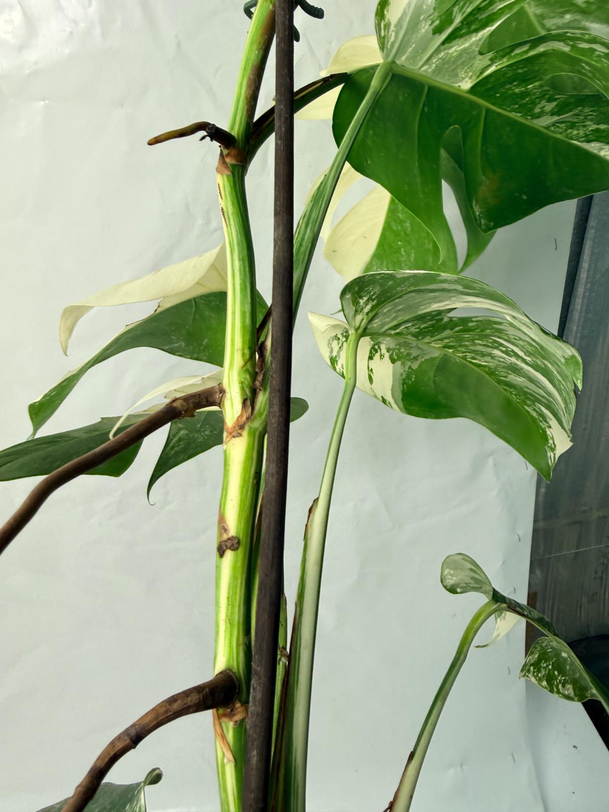 Monstera Deliciosa Albo variegata 