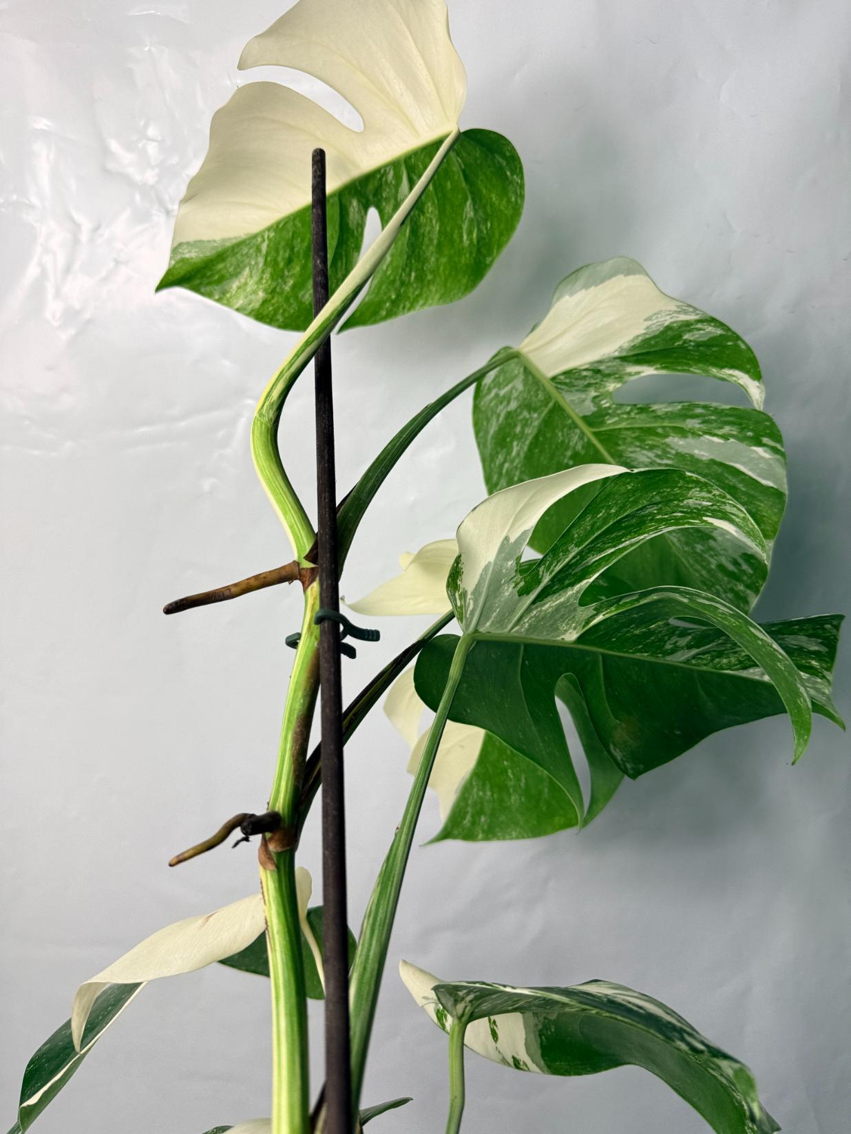 Monstera Deliciosa Albo variegata 