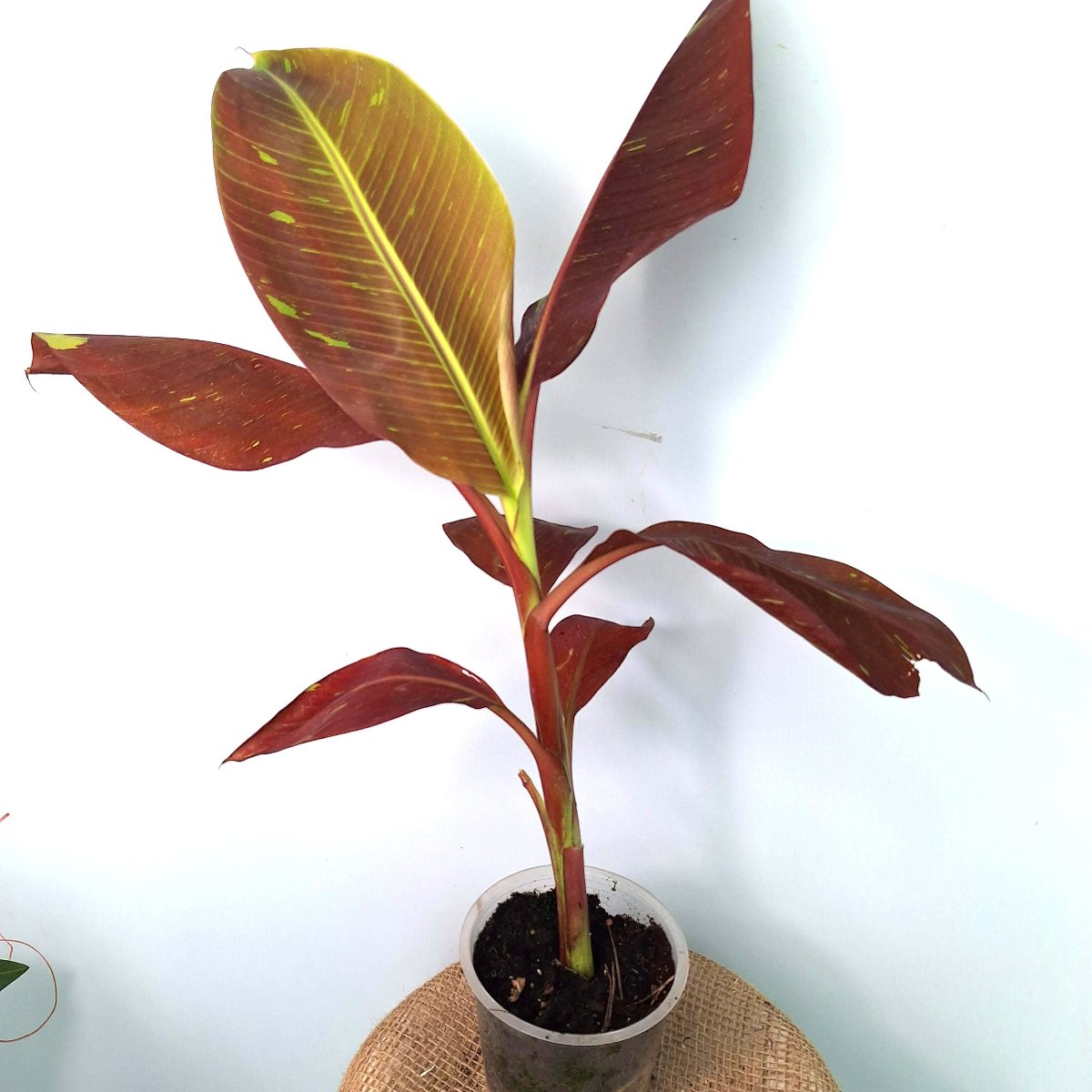 Musa siam ruby variegata