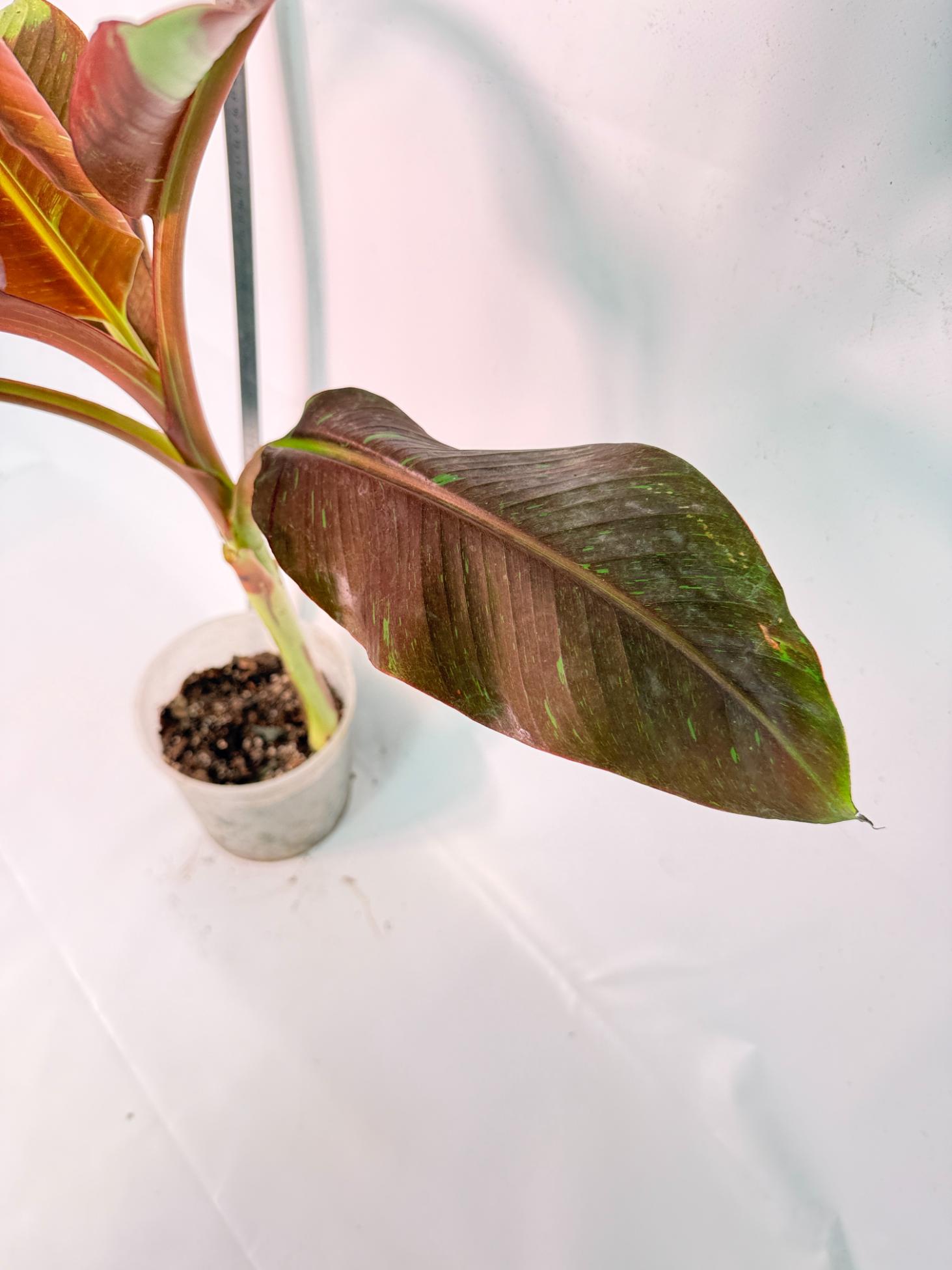 Musa siam ruby variegata 8