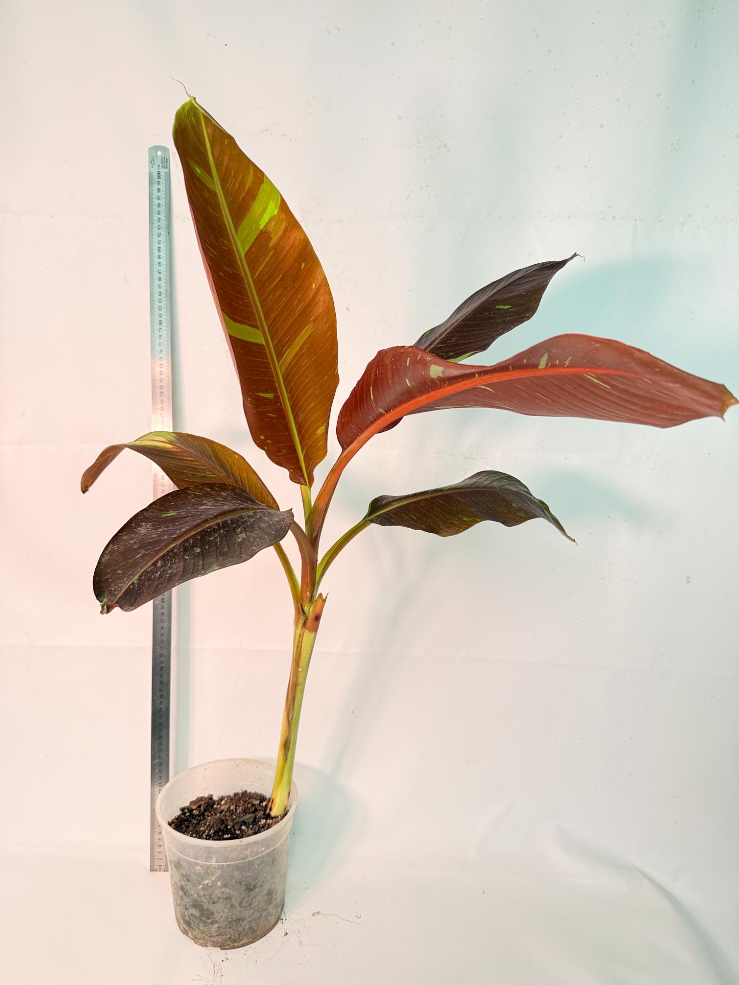 Musa siam ruby variegata 1