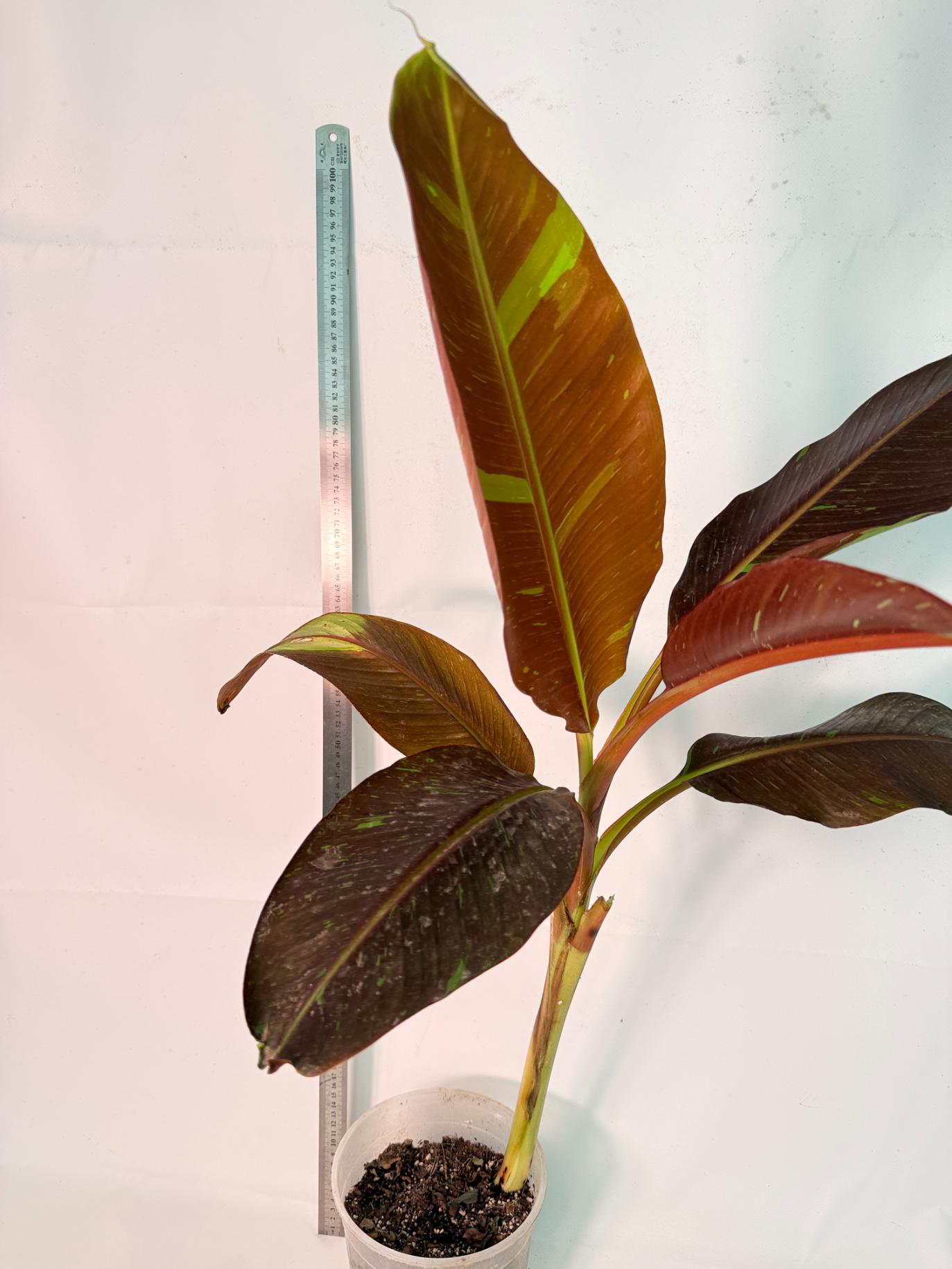 Musa siam ruby variegata 3
