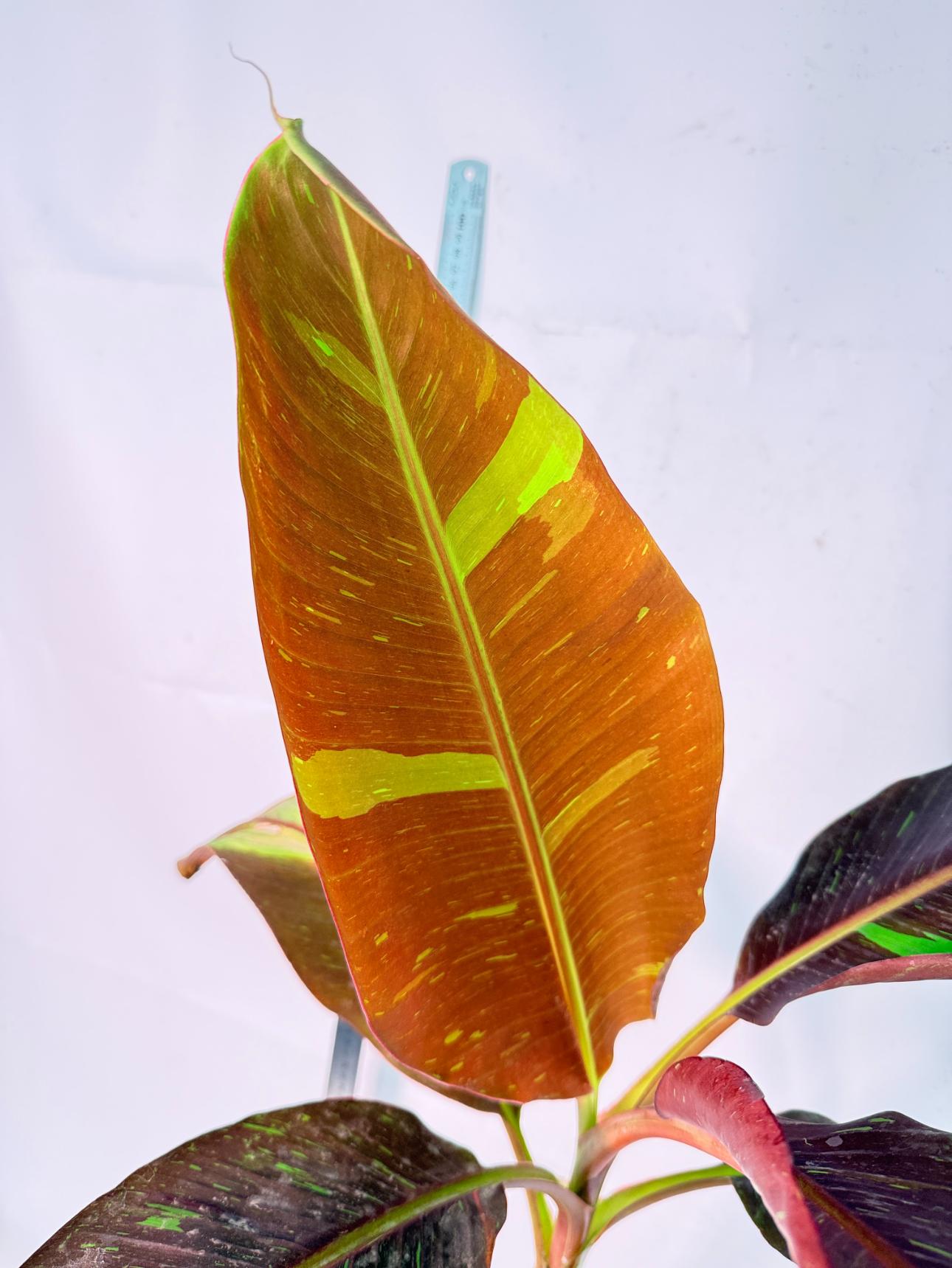 Musa siam ruby variegata 6