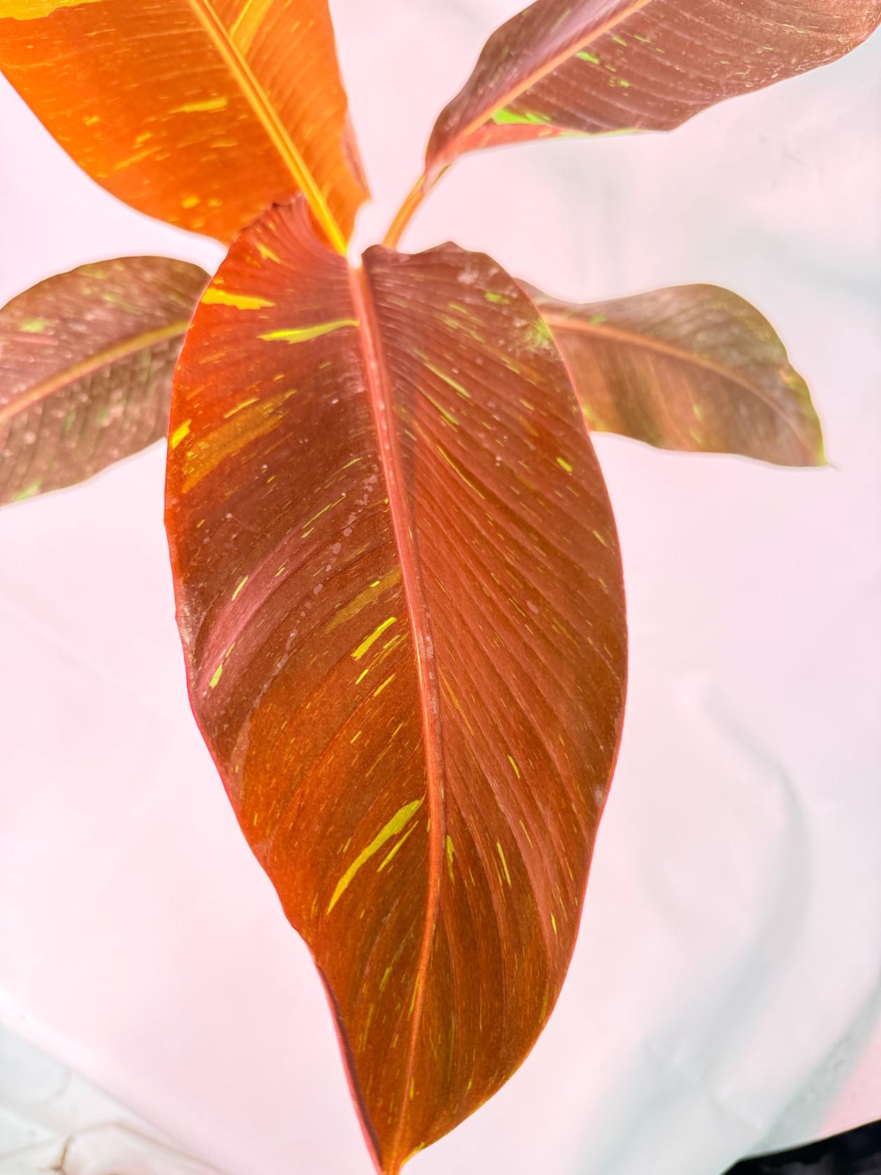Musa siam ruby variegata 7