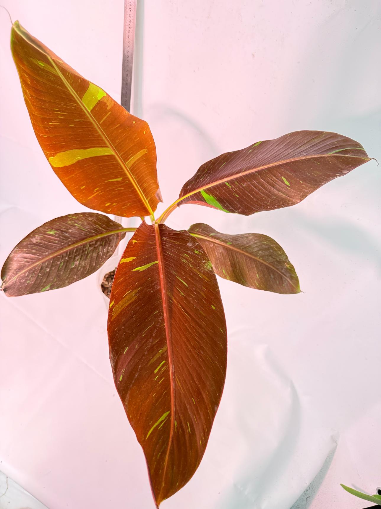 Musa siam ruby variegata 5