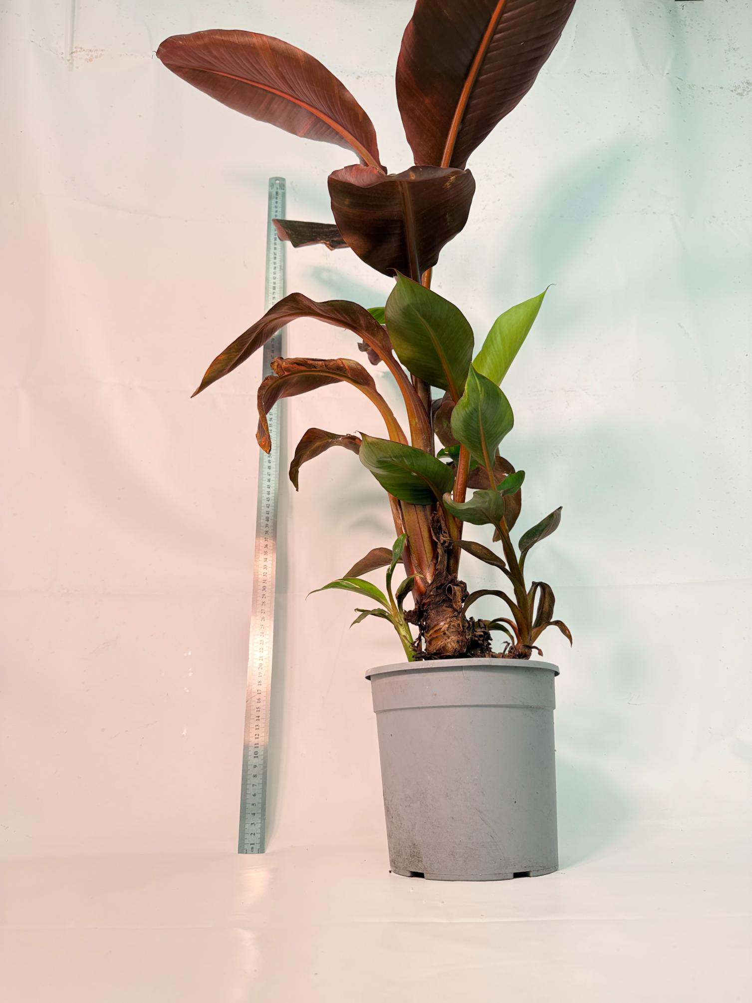 Musa banana nono variegata 7