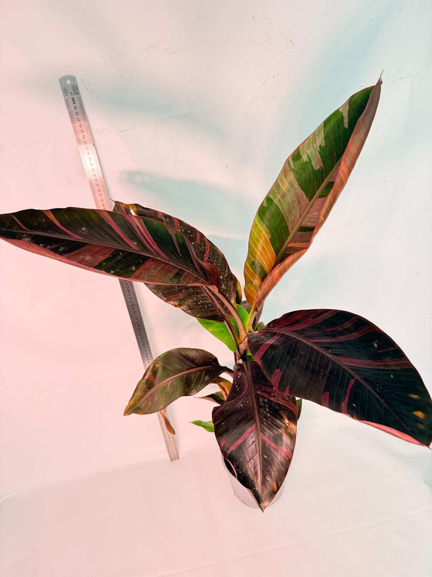 Musa banana nono variegata 11