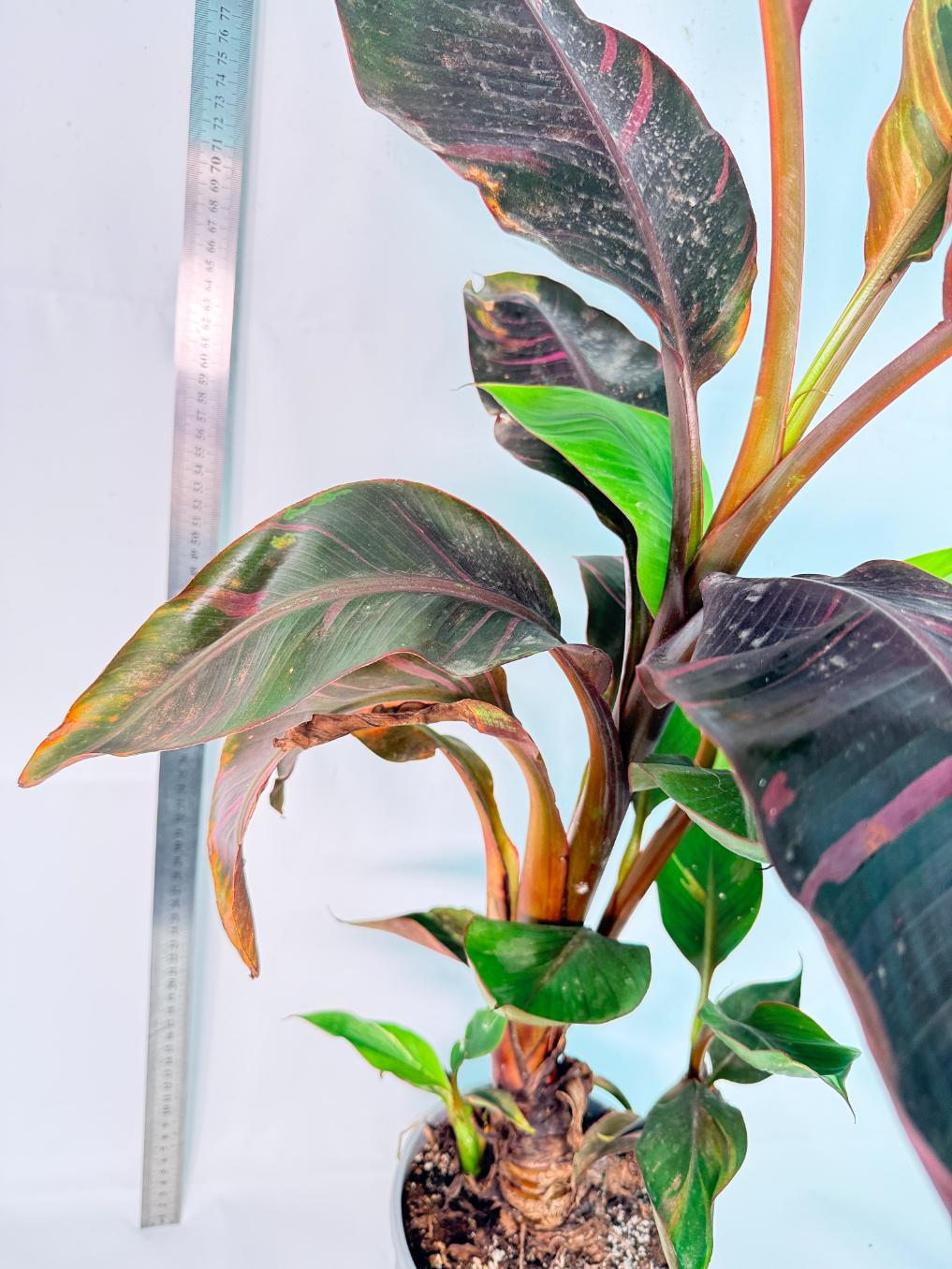 Musa banana nono variegata 3