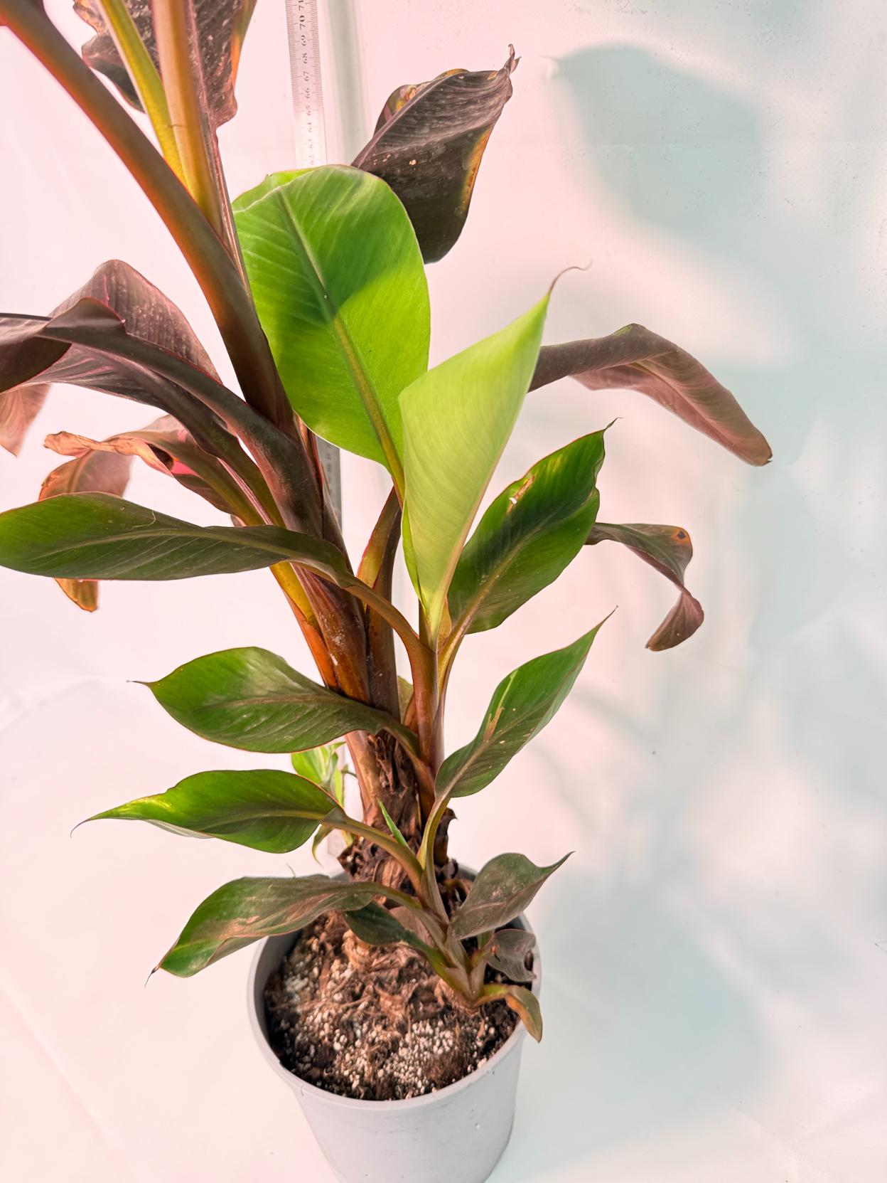 Musa banana nono variegata 4