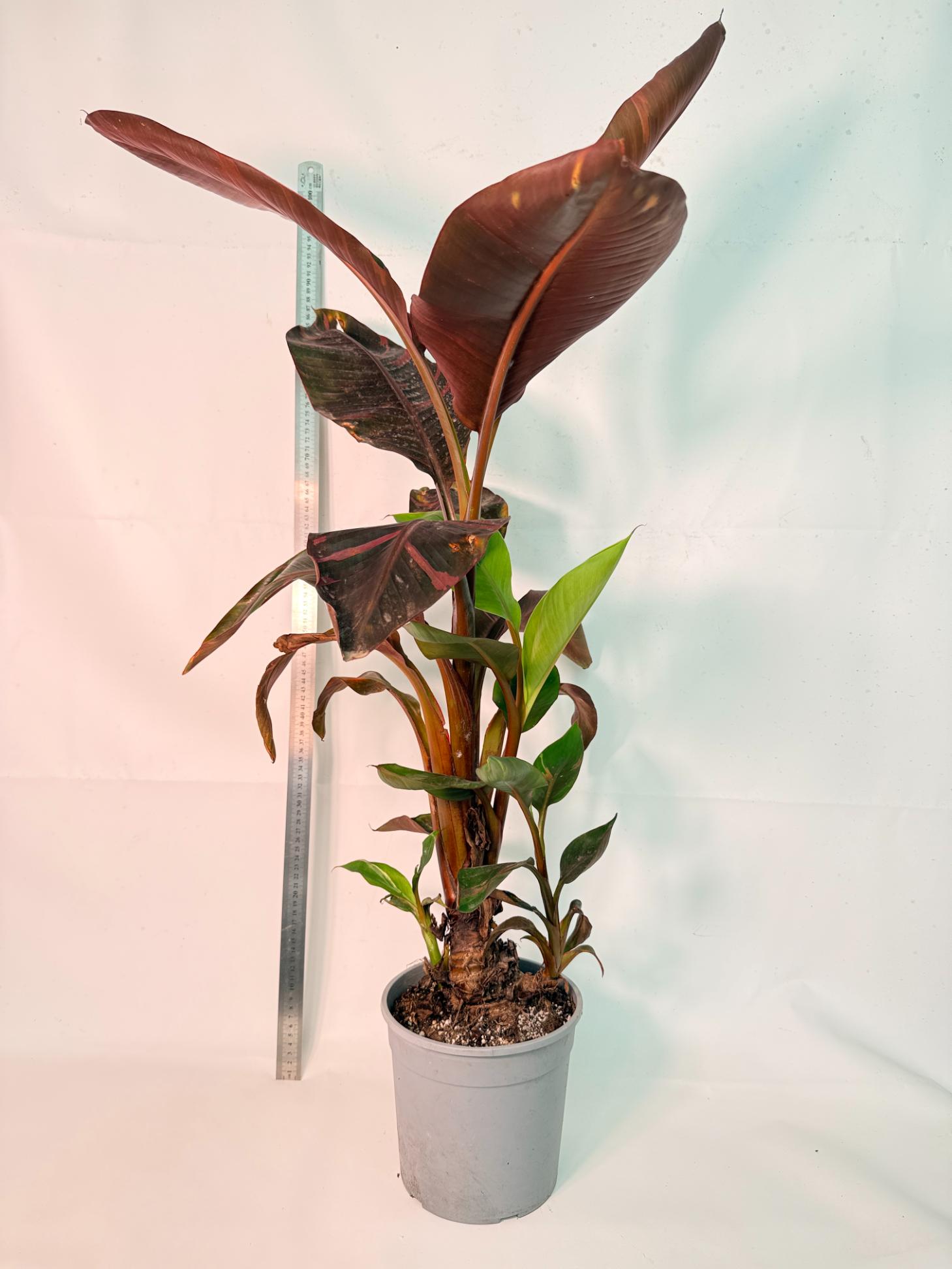 Musa banana nono variegata 5