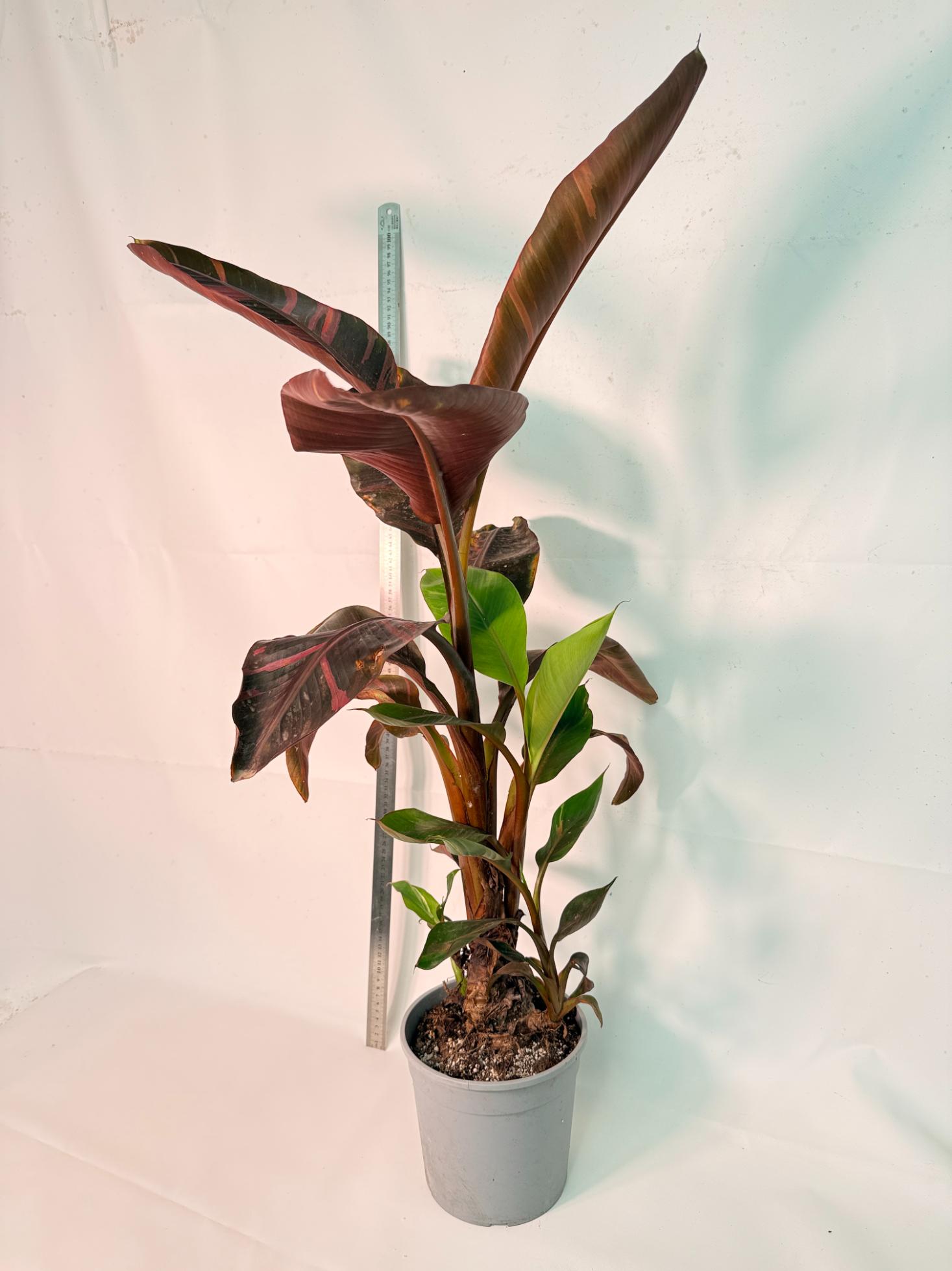 Musa banana nono variegata 1