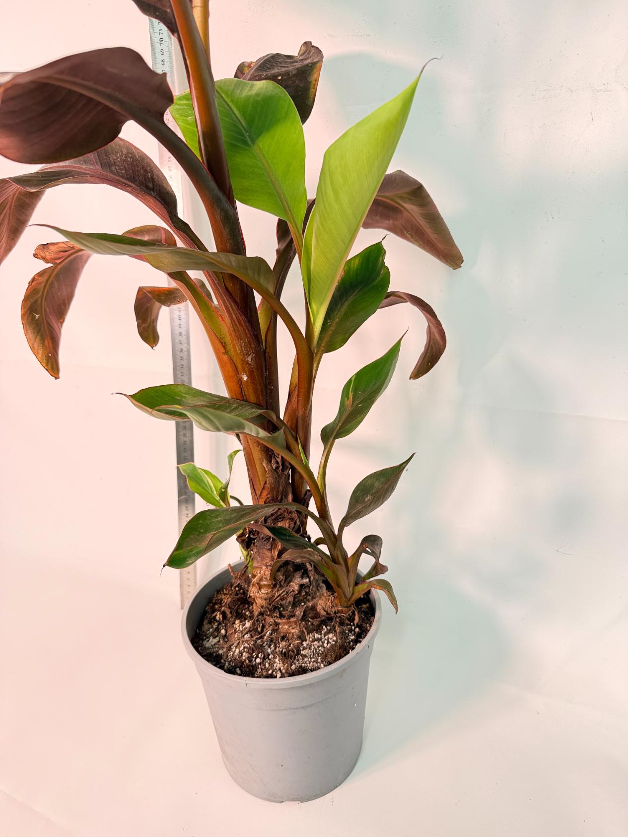 Musa banana nono variegata 8