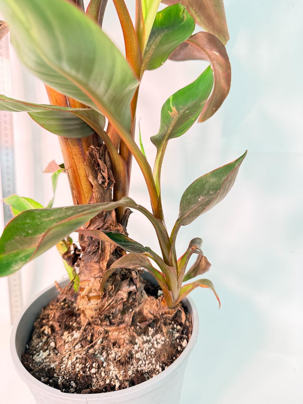 Musa banana nono variegata 9