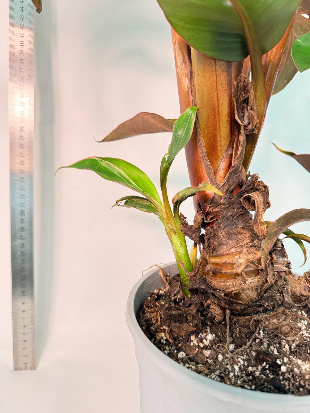 Musa banana nono variegata 10
