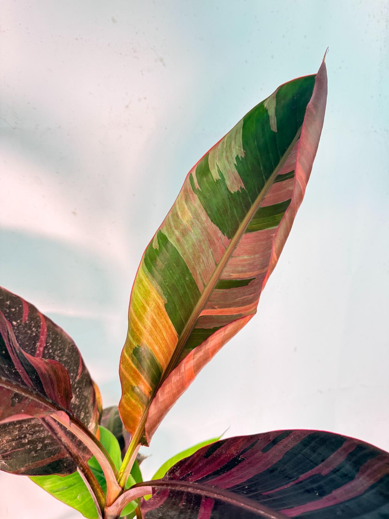 Musa banana nono variegata 6