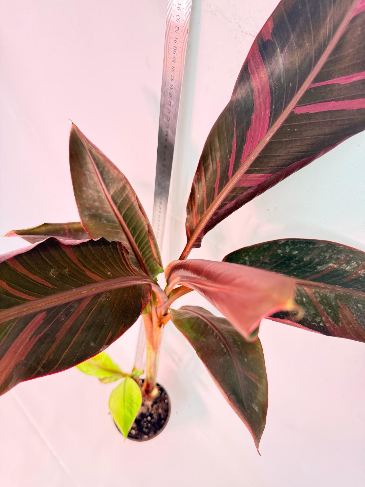 Musa banana nono variegata 8