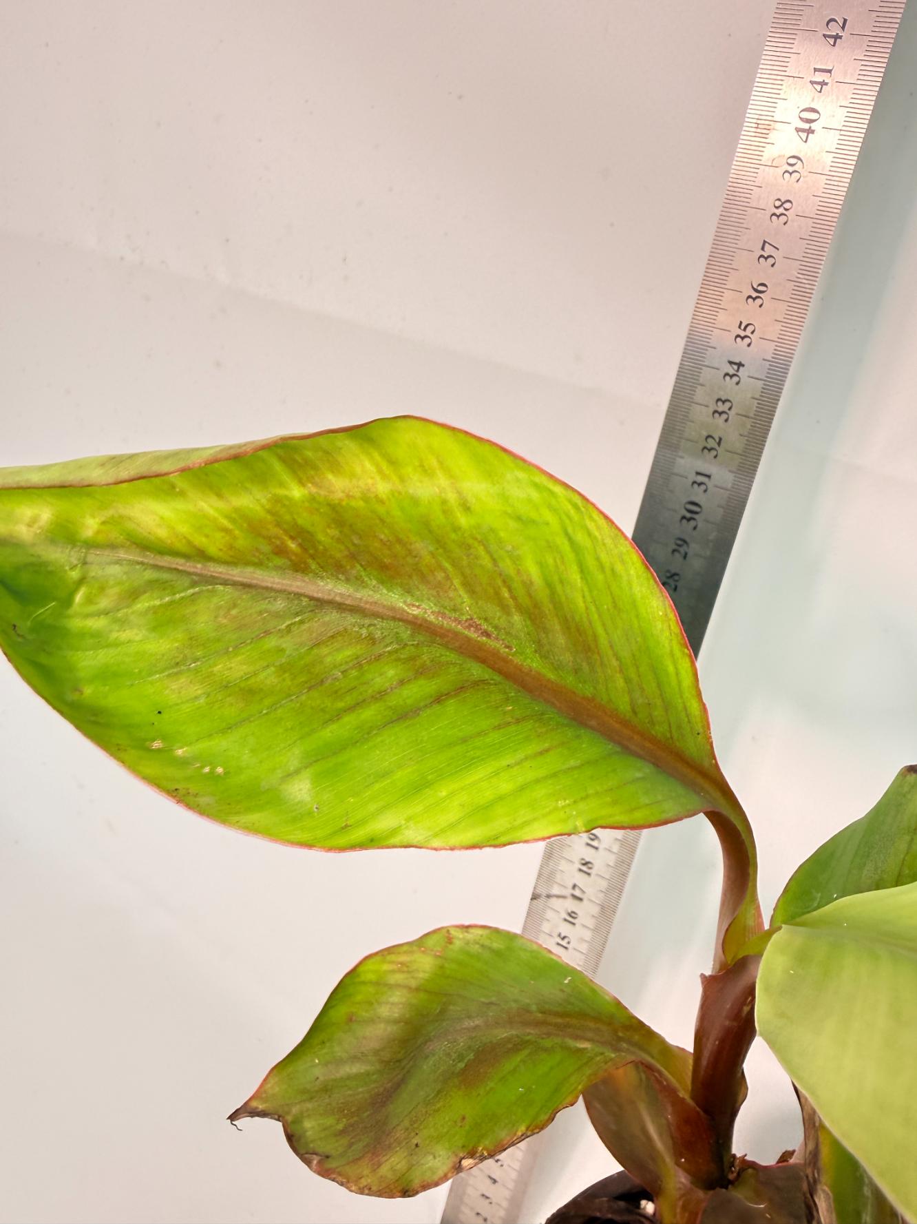 Musa banana nono variegata 11