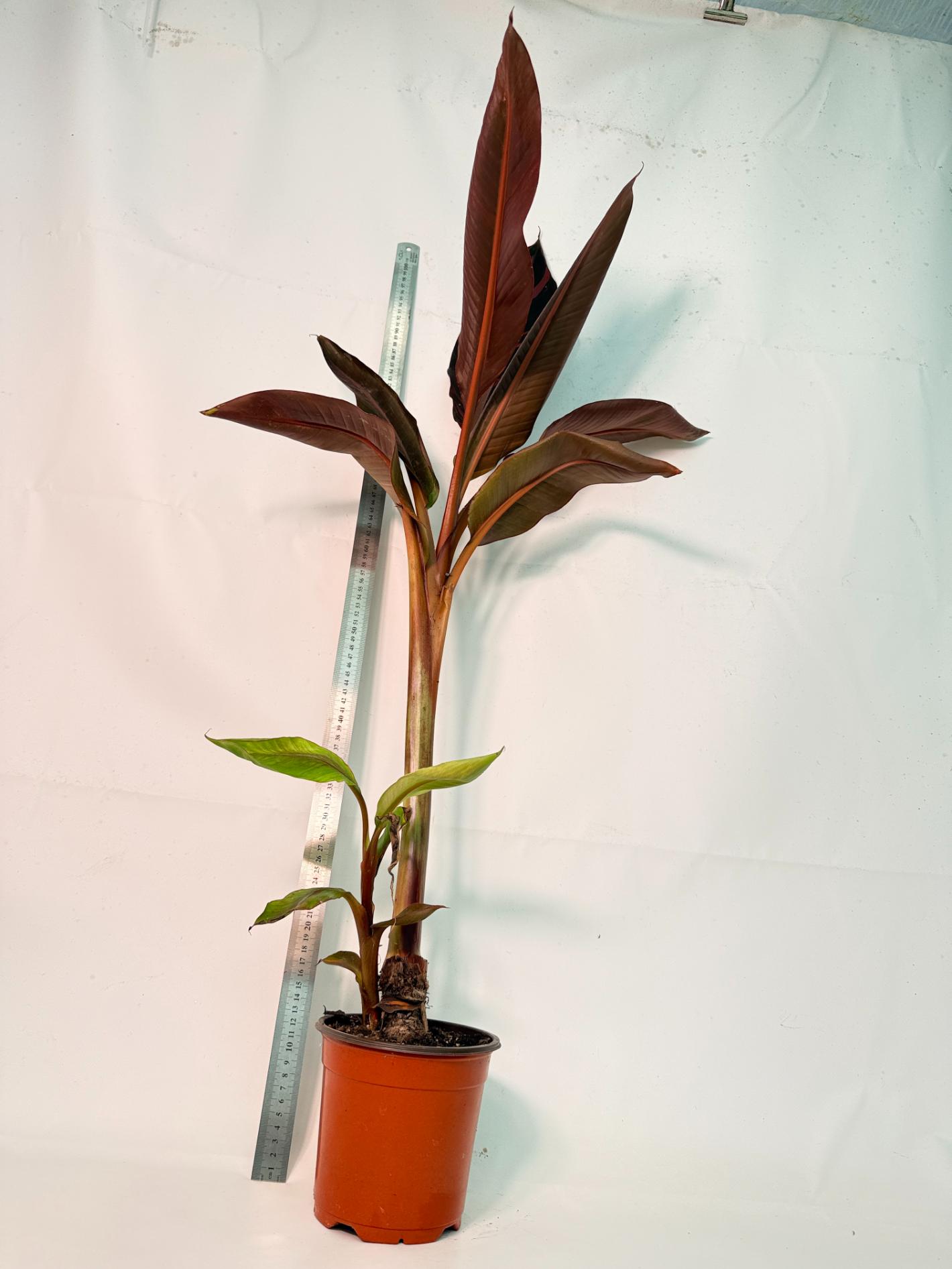 Musa banana nono variegata 12