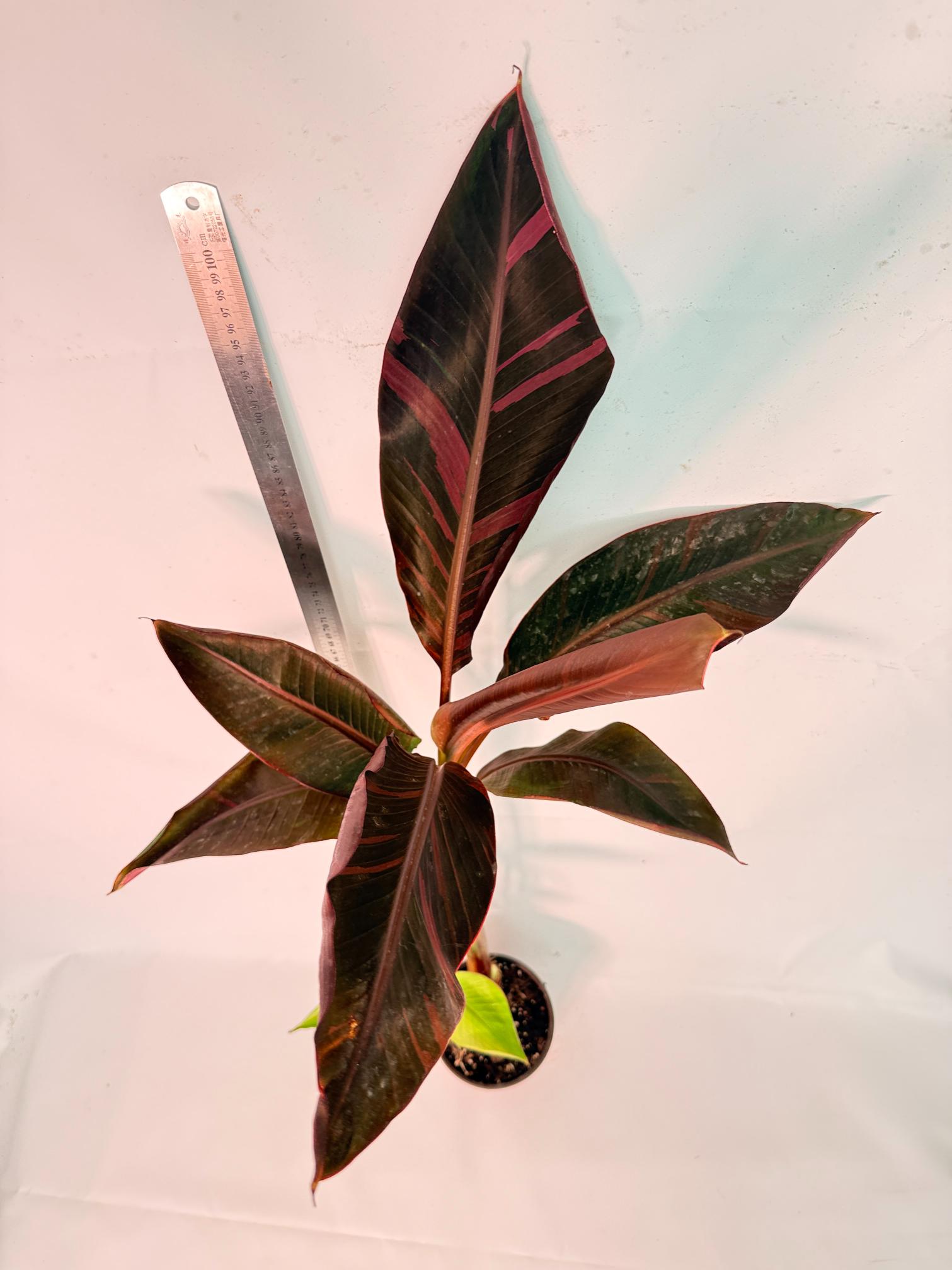 Musa banana nono variegata 4