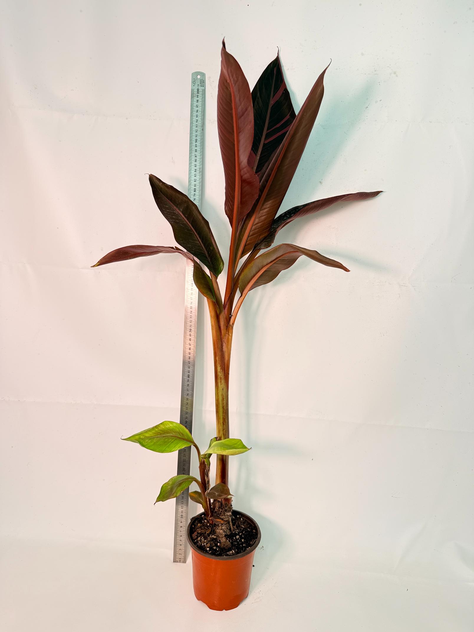Musa banana nono variegata 1
