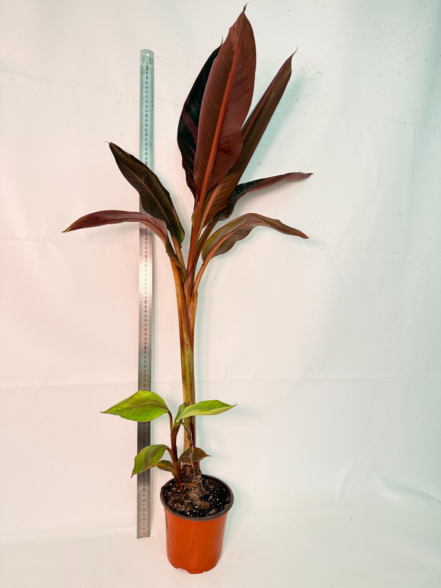 Musa banana nono variegata 3