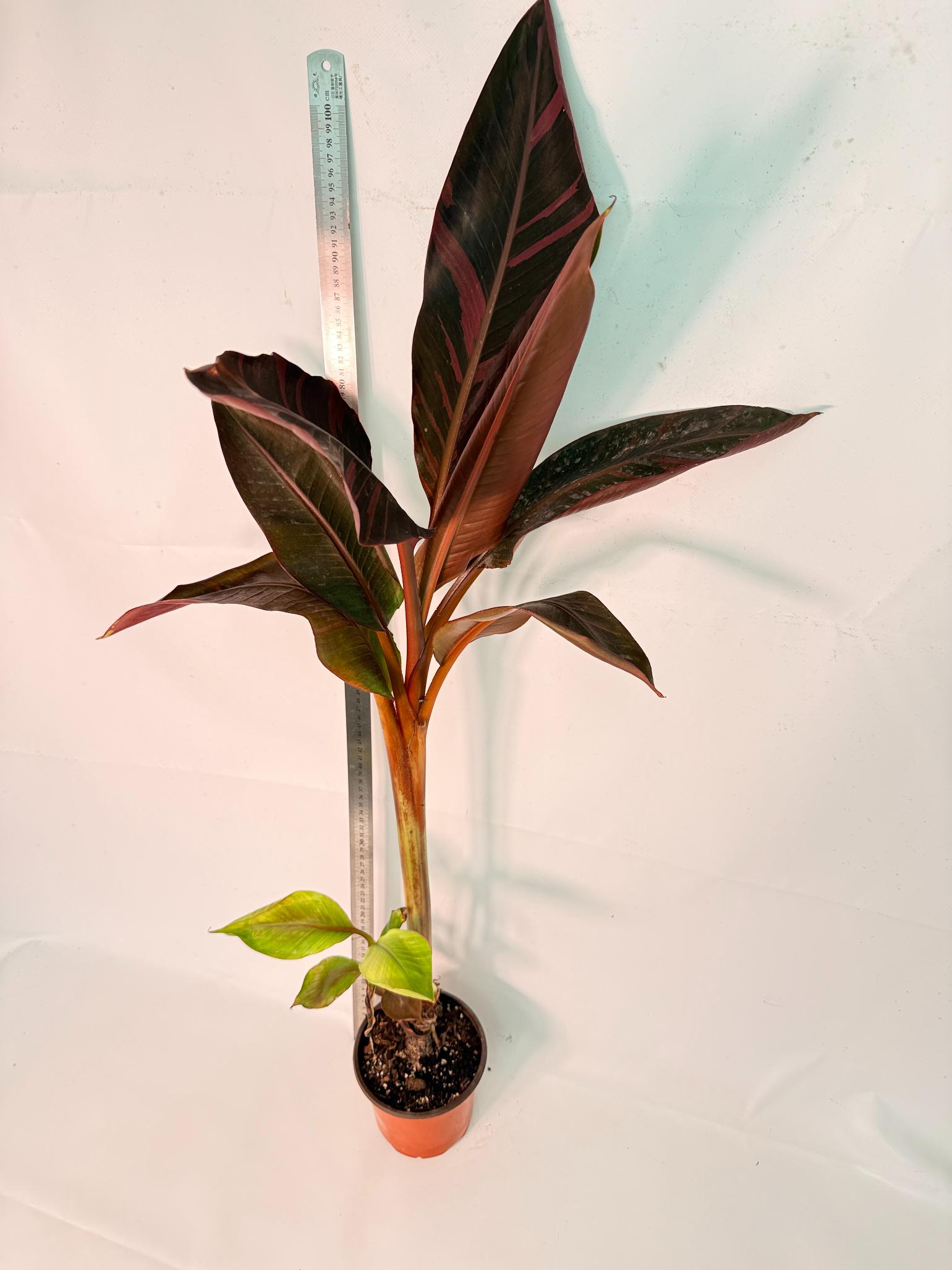 Musa banana nono variegata 5