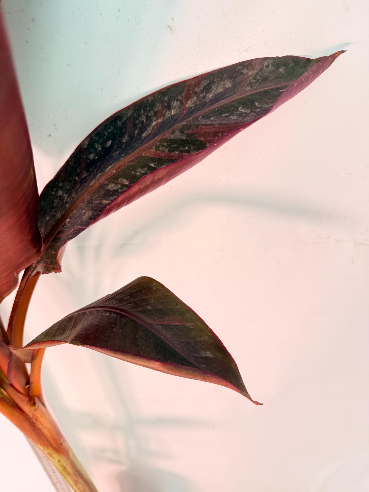 Musa banana nono variegata 7