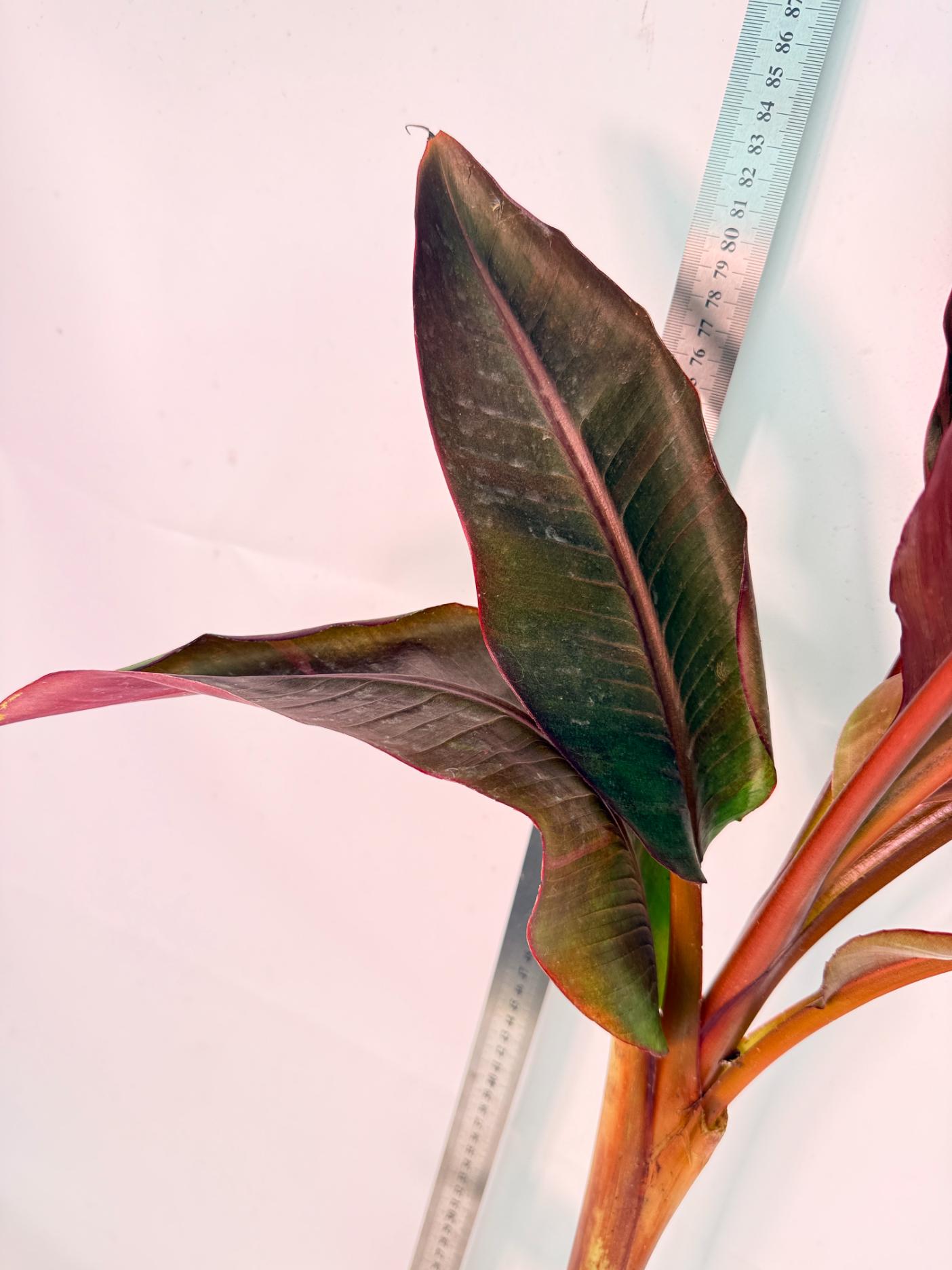 Musa banana nono variegata 9