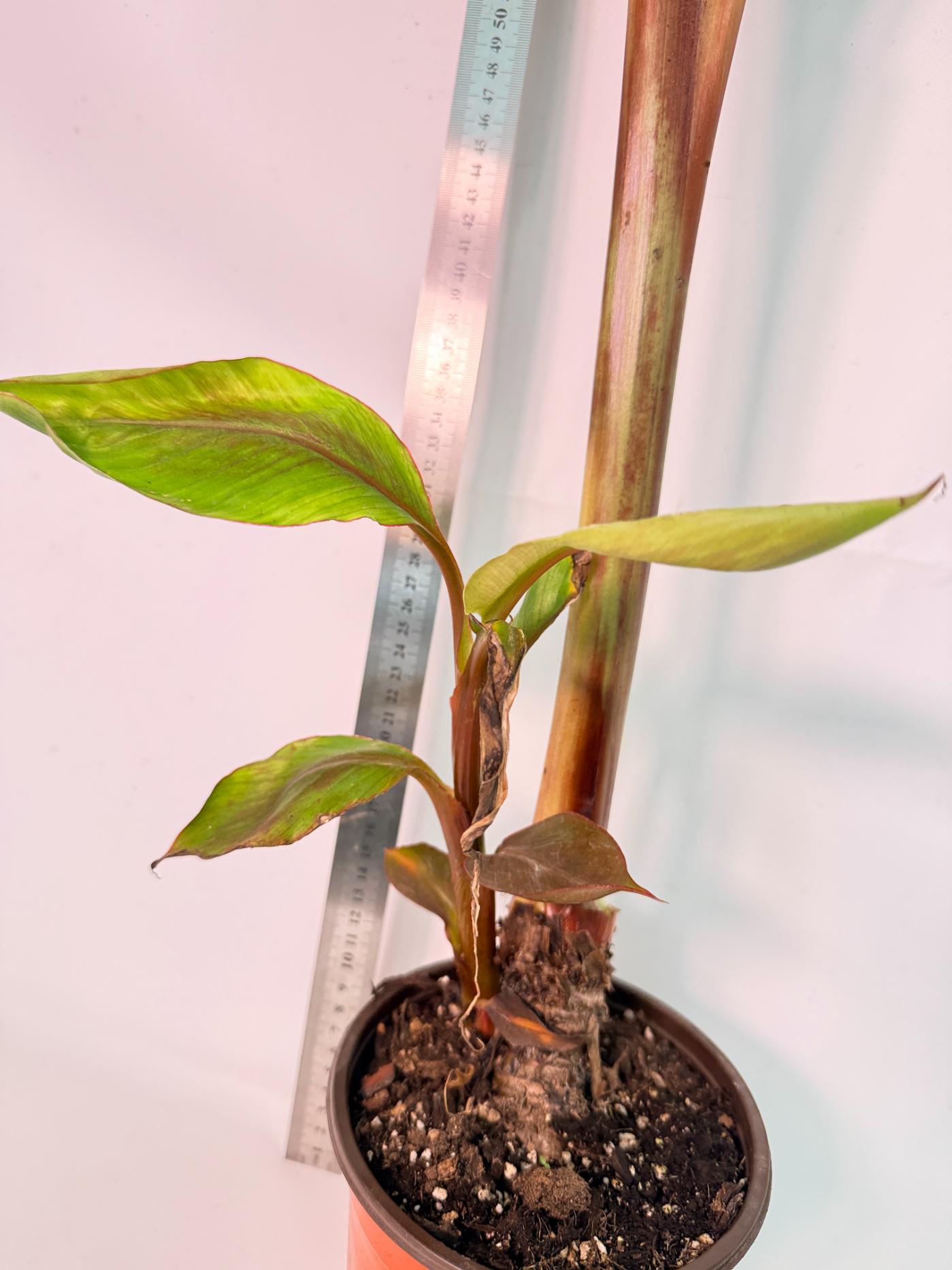 Musa banana nono variegata 10