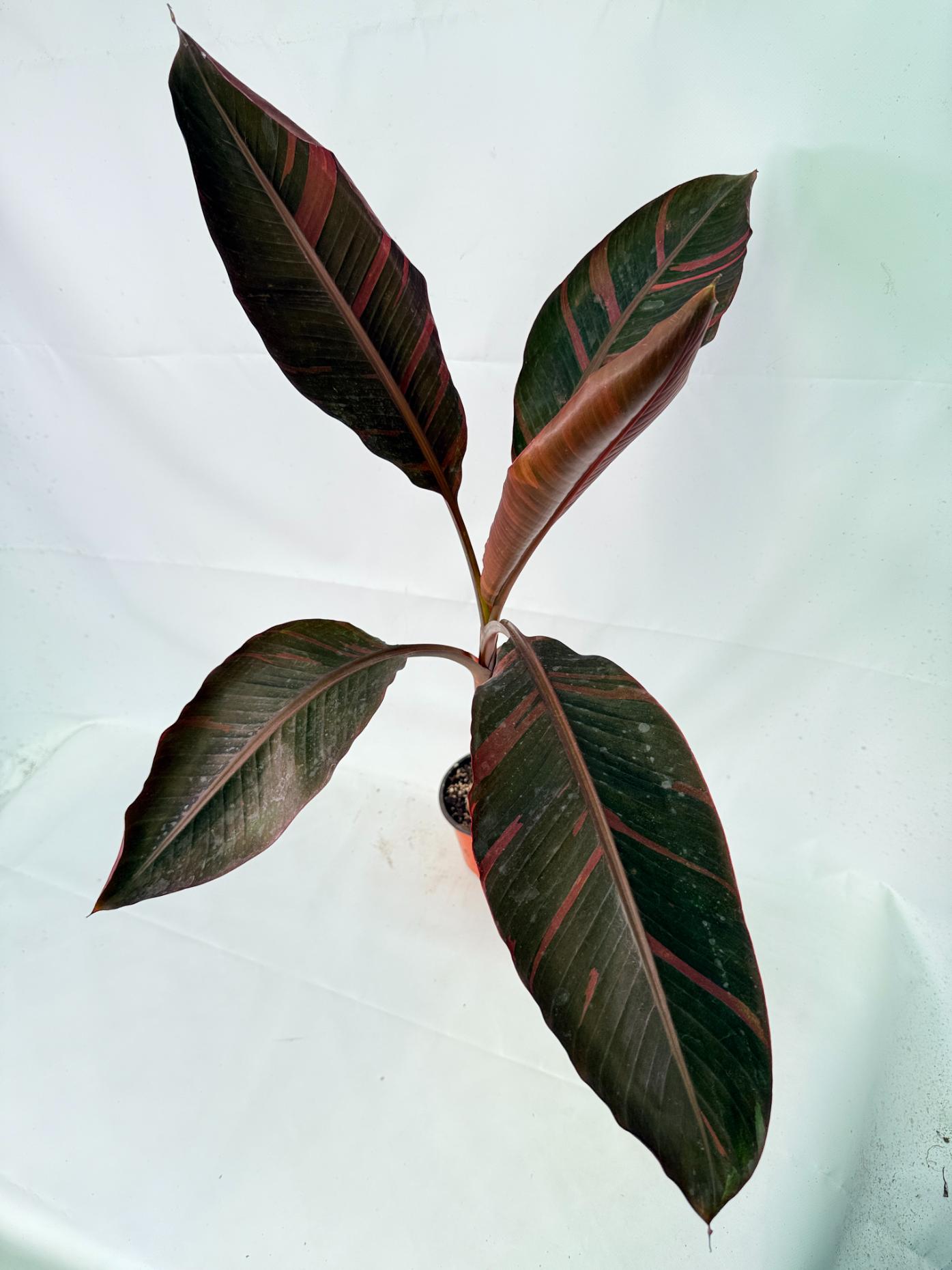 Musa banana nono variegata 8