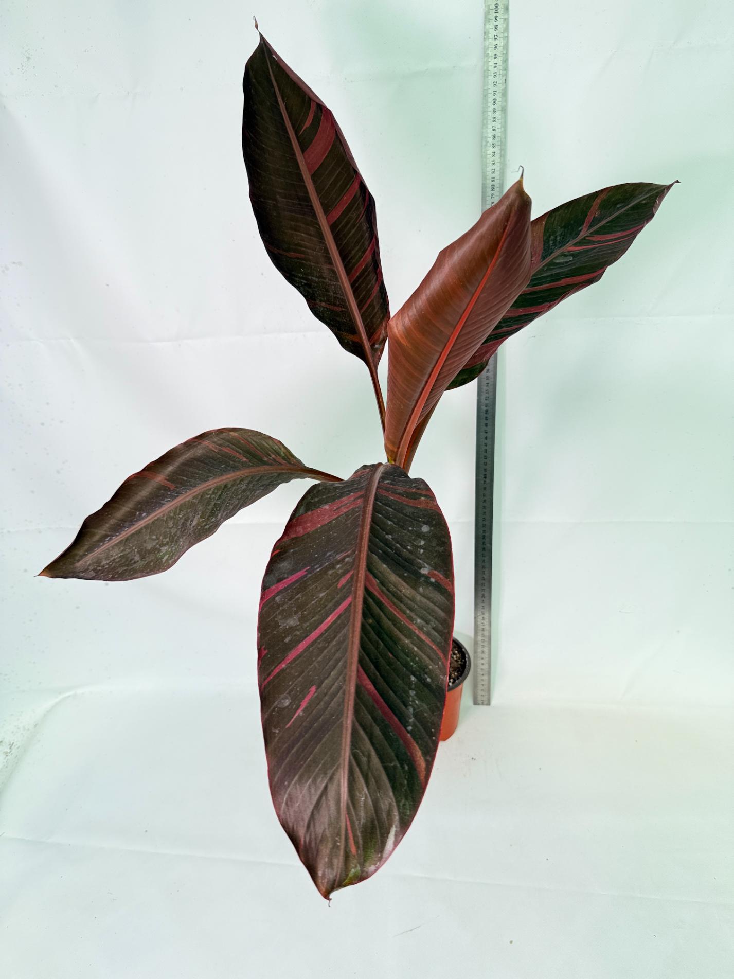 Musa banana nono variegata 1