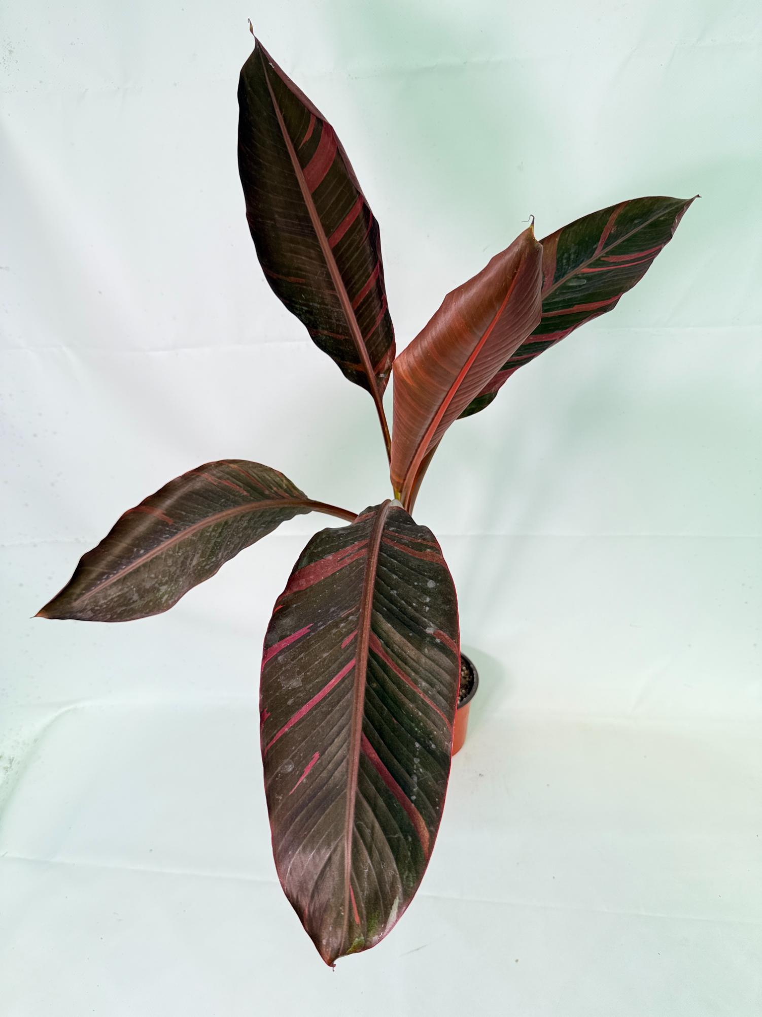 Musa banana nono variegata 3