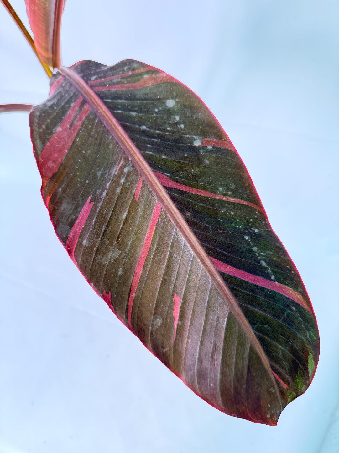 Musa banana nono variegata 2