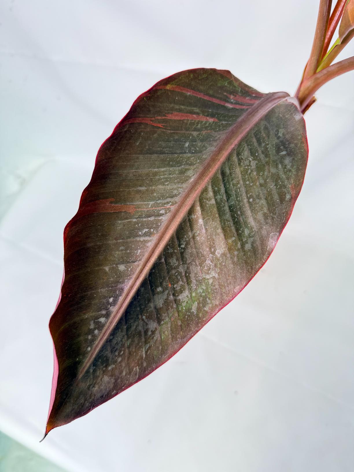 Musa banana nono variegata 7