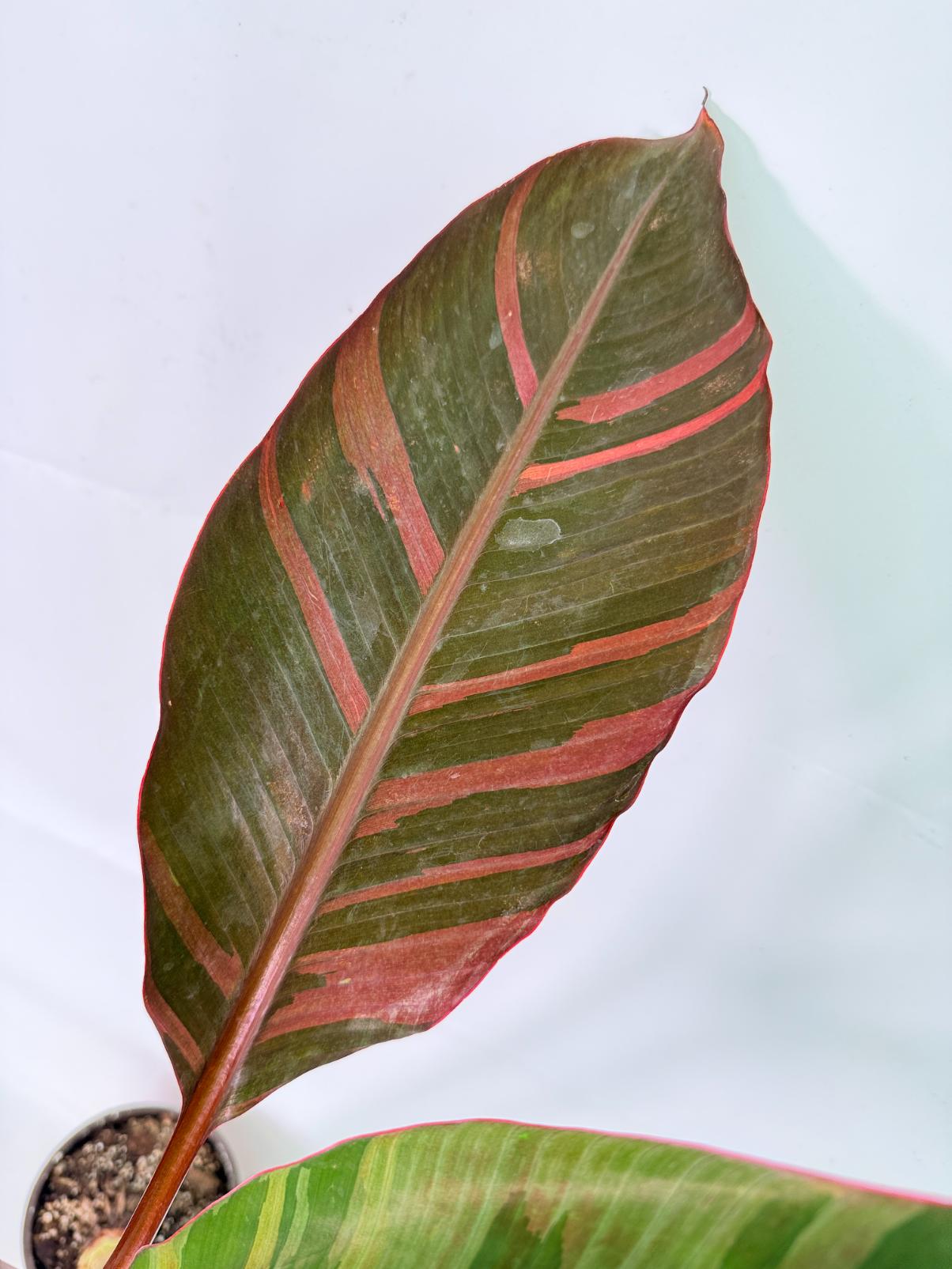 Musa banana nono variegata 4
