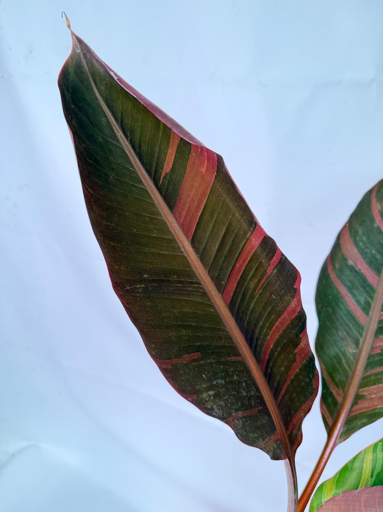 Musa banana nono variegata 9