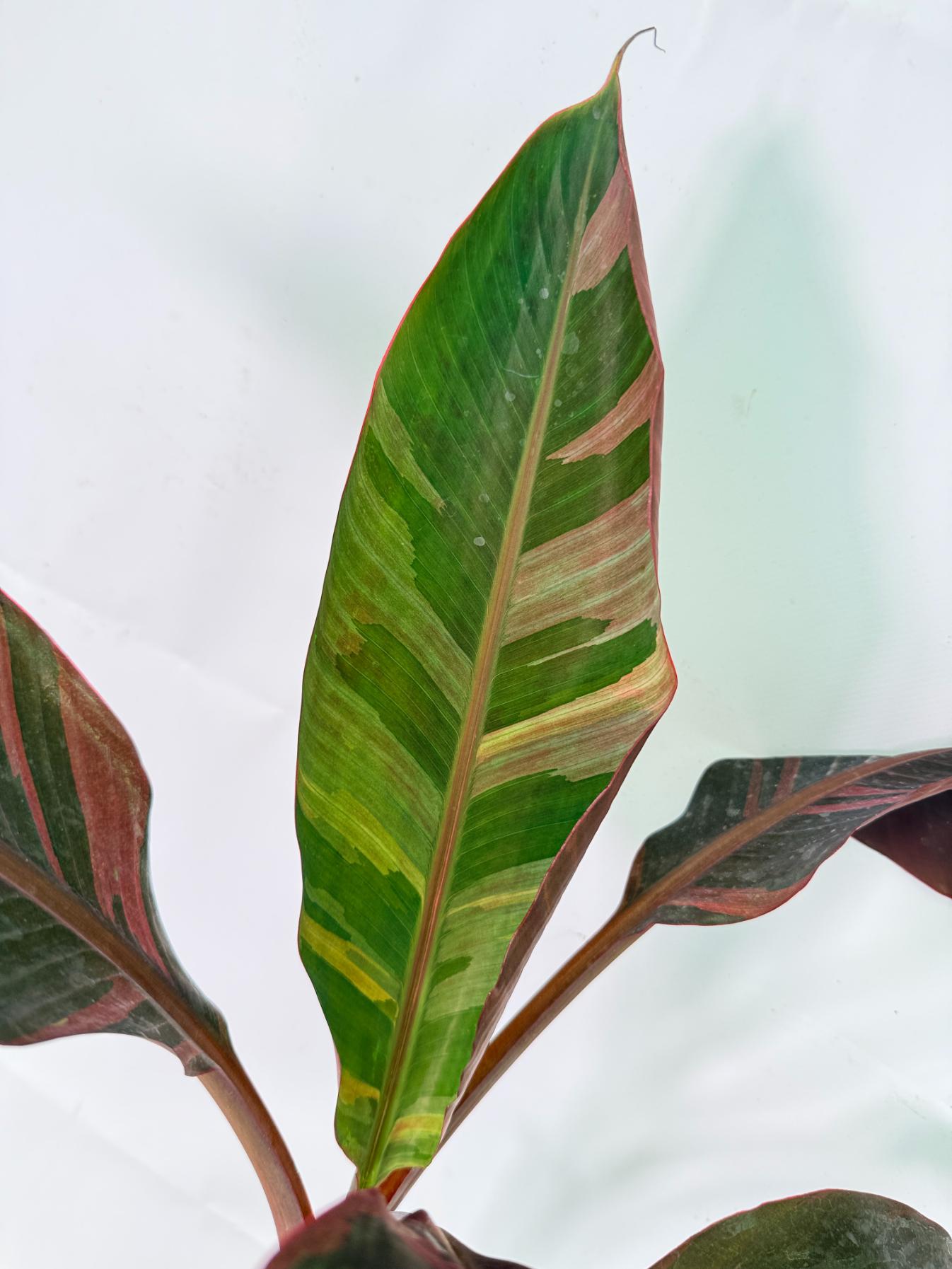 Musa banana nono variegata 6