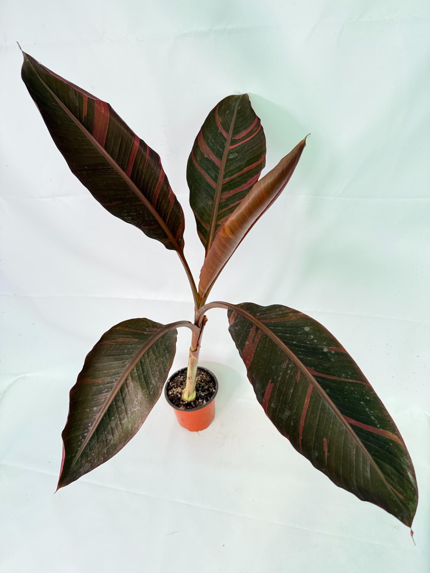 Musa banana nono variegata 5