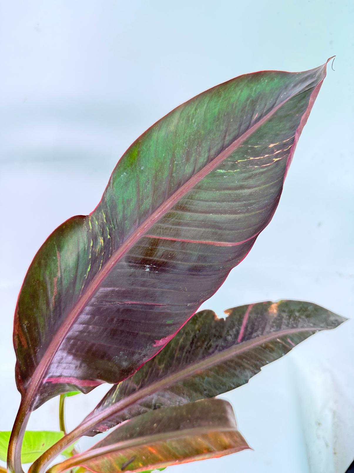 Musa banana nono variegata 3