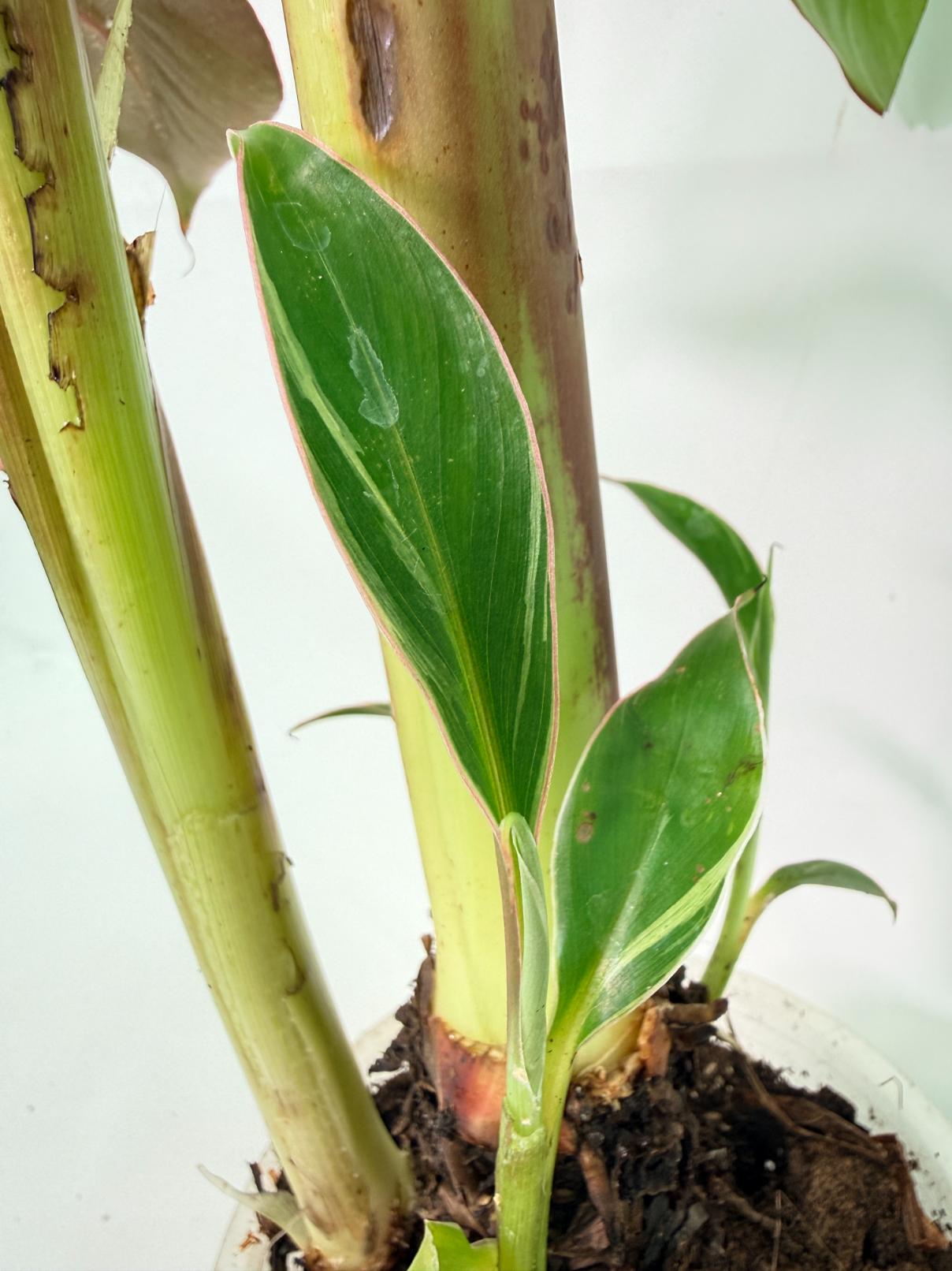 Musa banana nono variegata 13